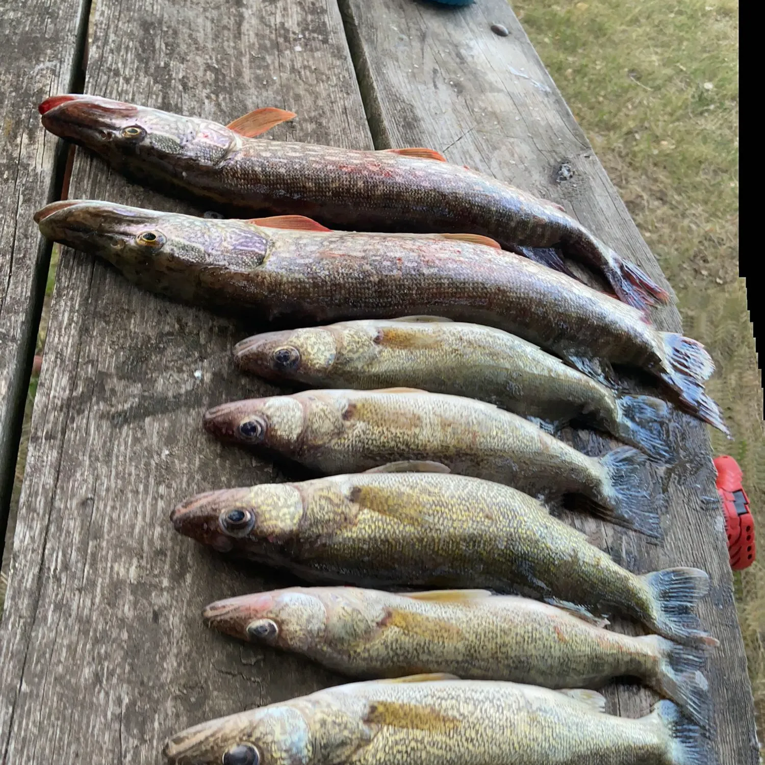 recently logged catches