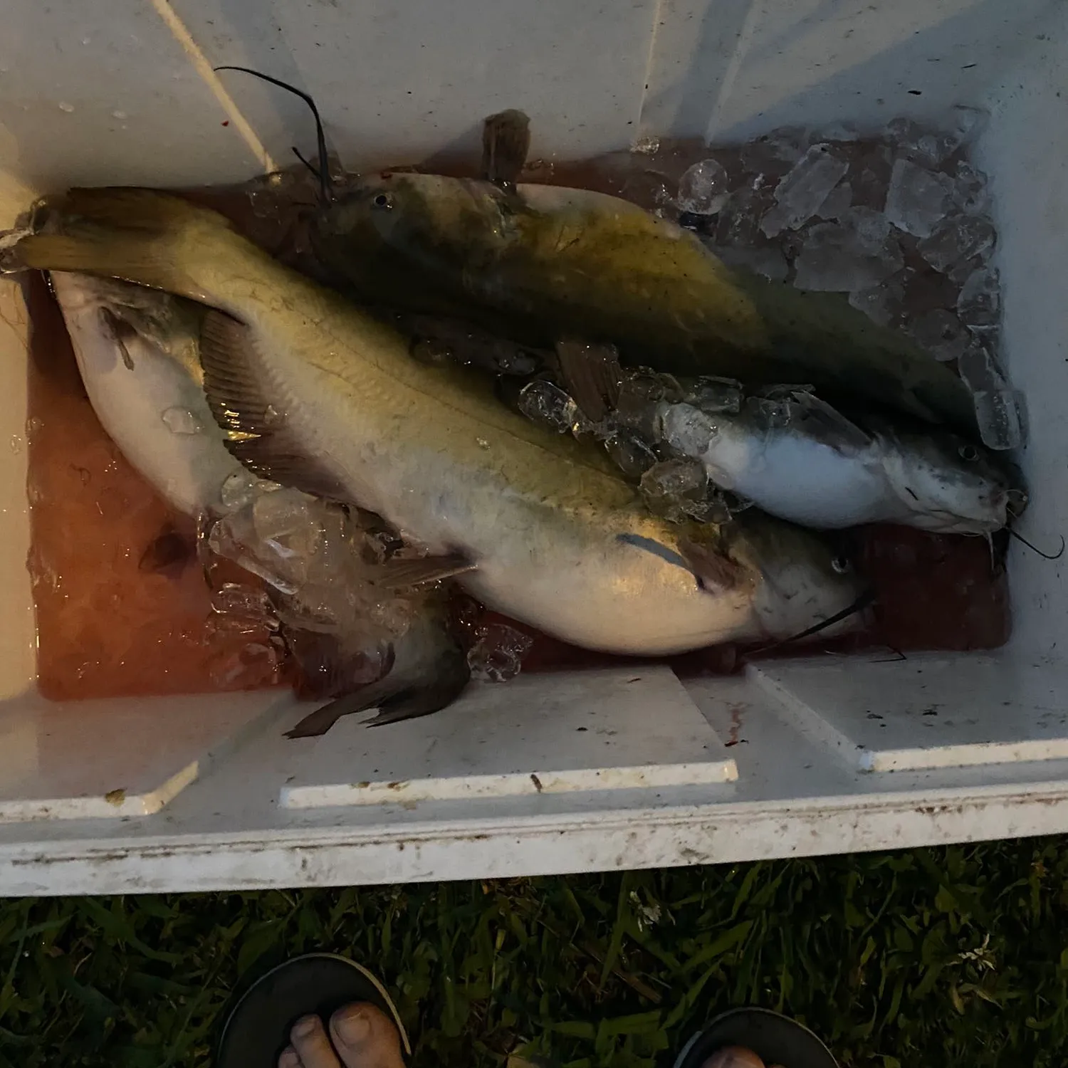 recently logged catches