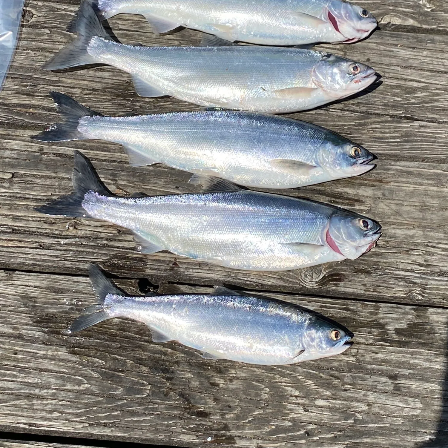 recently logged catches