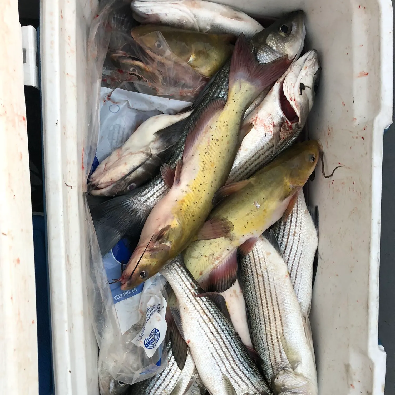 recently logged catches