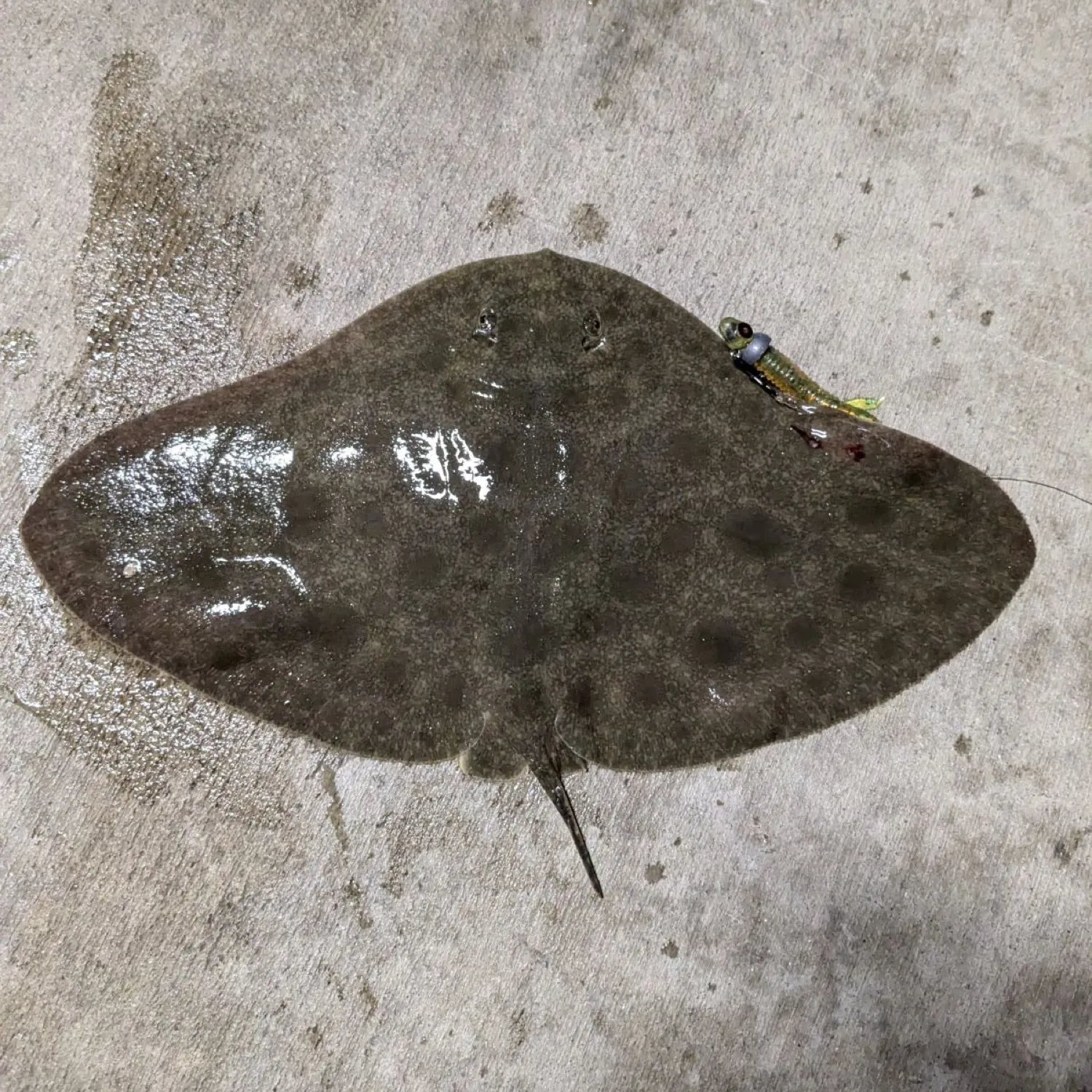 The most popular recent Backwater butterfly ray catch on Fishbrain