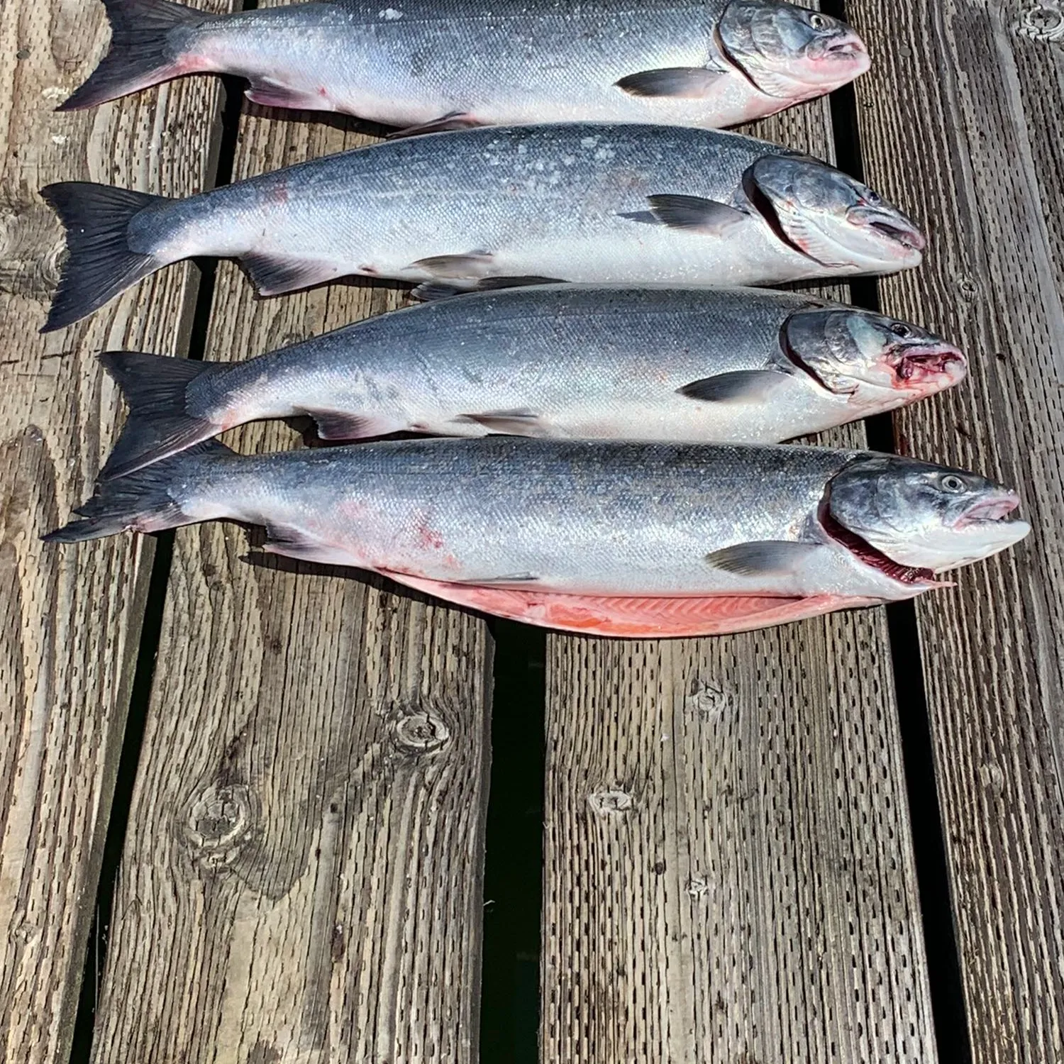 recently logged catches