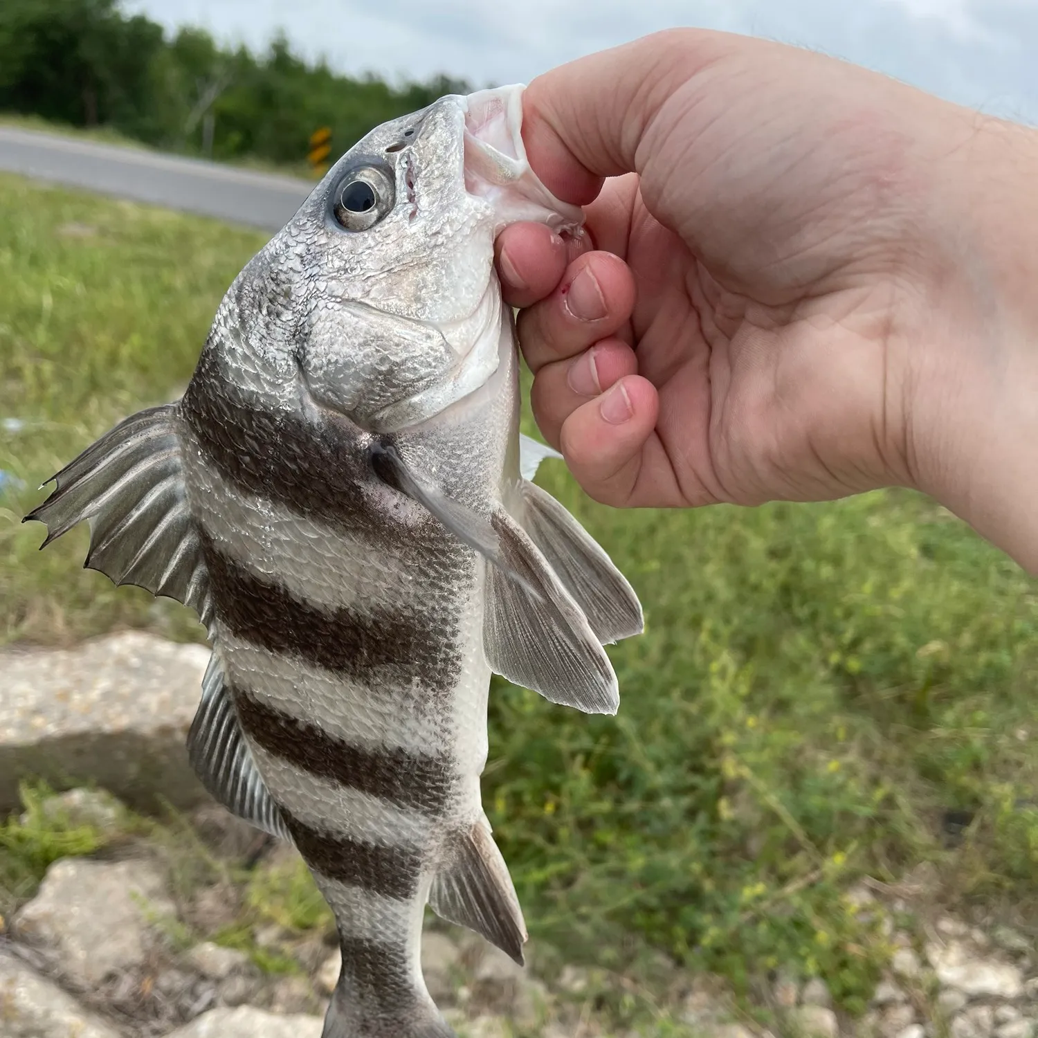 ᐅ Laporan penangkapan ikan Black Bayou?• Danauᐅ Laporan penangkapan ikan Black Bayou?• Danau  