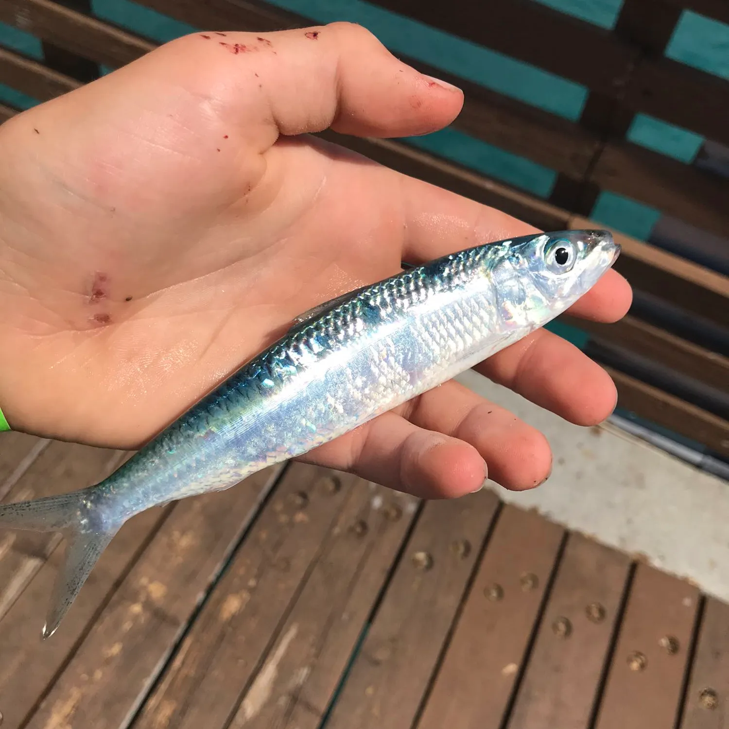 The most popular recent Atlantic herring catch on Fishbrain