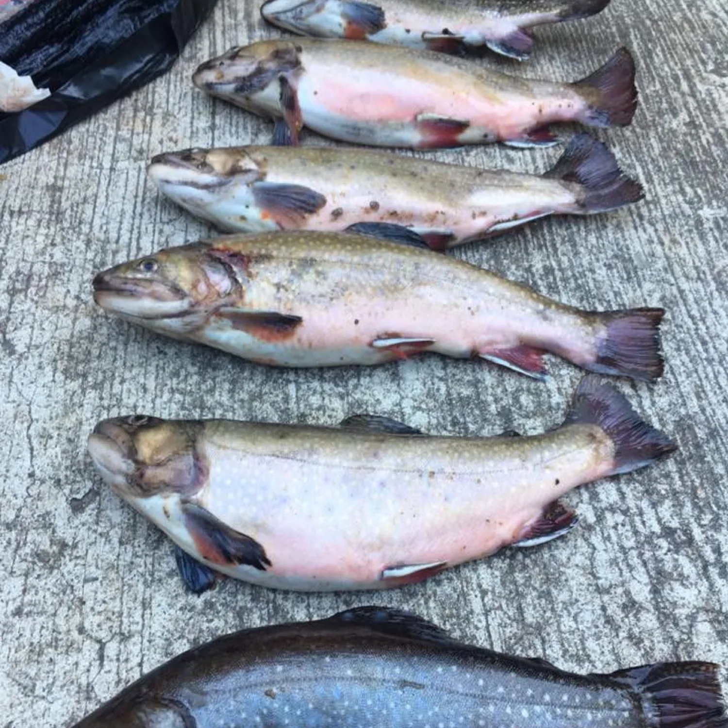 recently logged catches