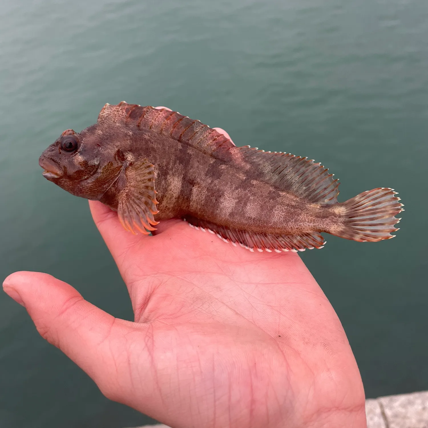 The most popular recent Tompot blenny catch on Fishbrain