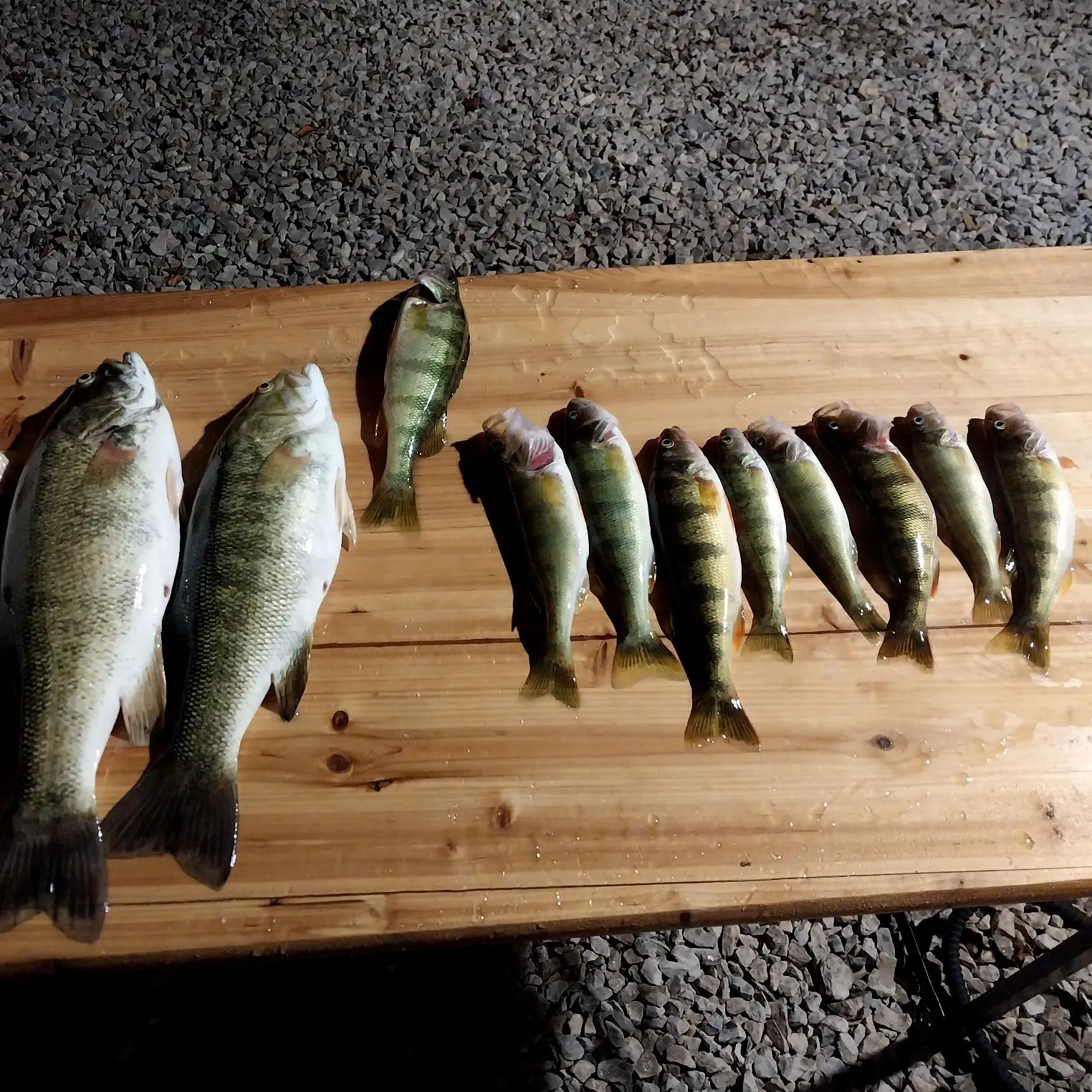 recently logged catches