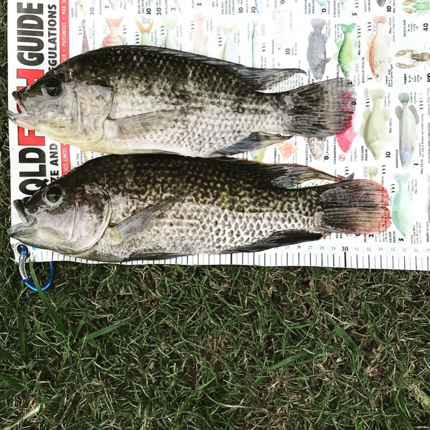 recently logged catches