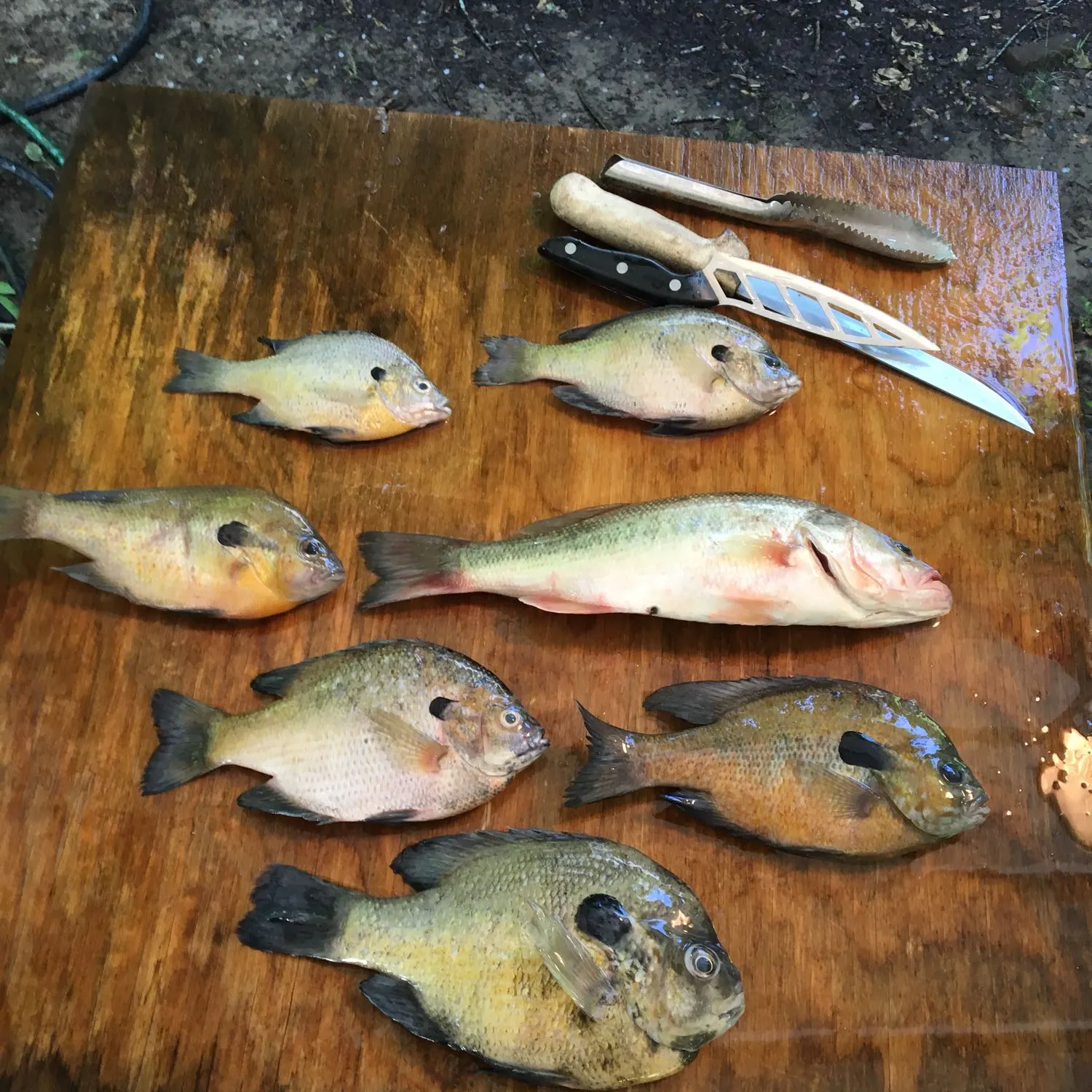 recently logged catches