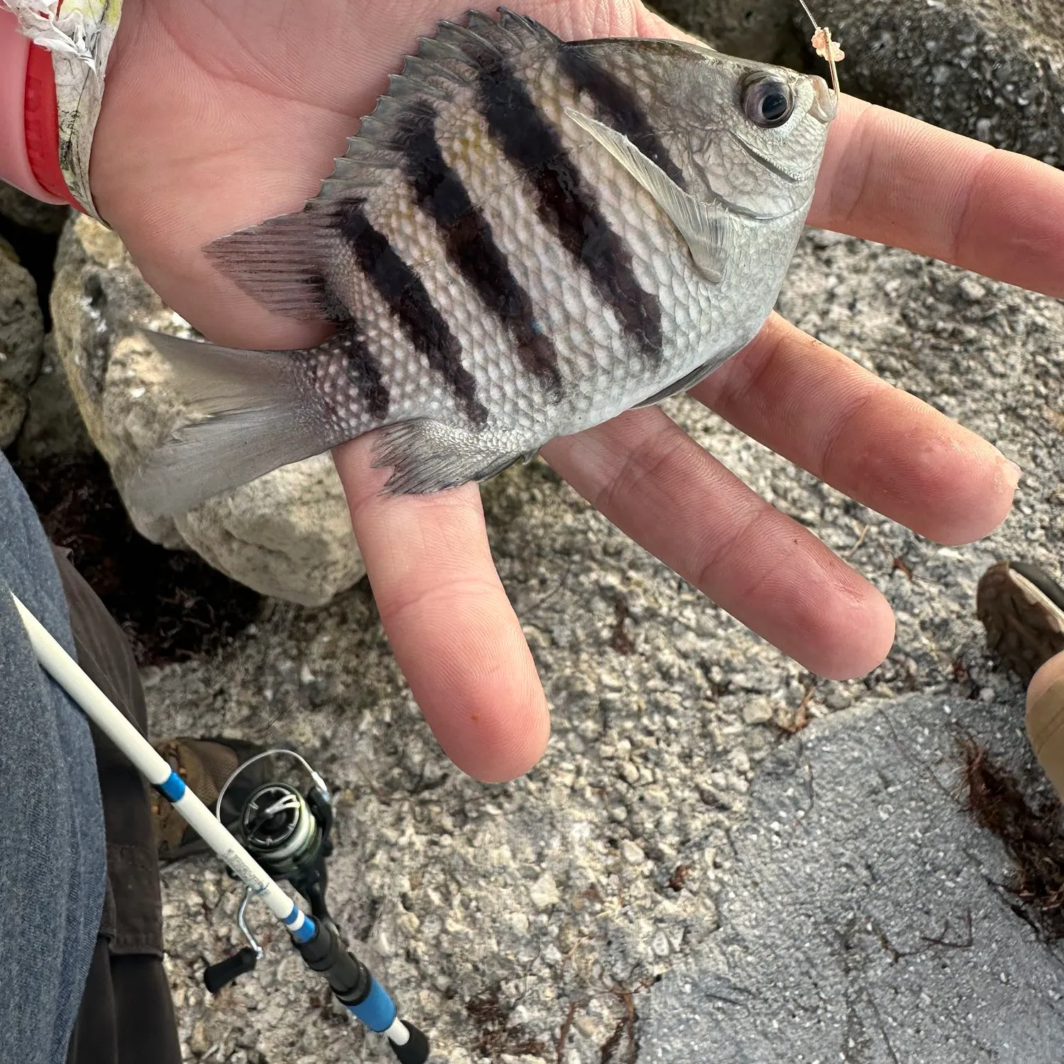 The most popular recent Sergeant-major catch on Fishbrain