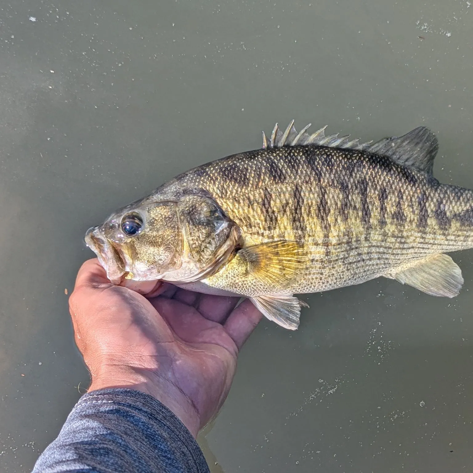 The most popular recent Guadalupe bass catch on Fishbrain