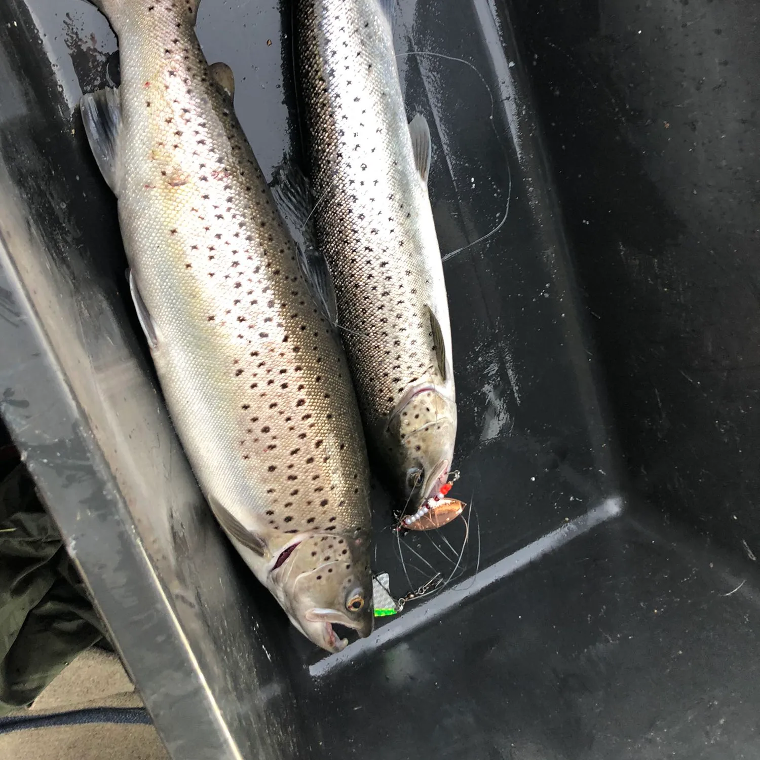 recently logged catches