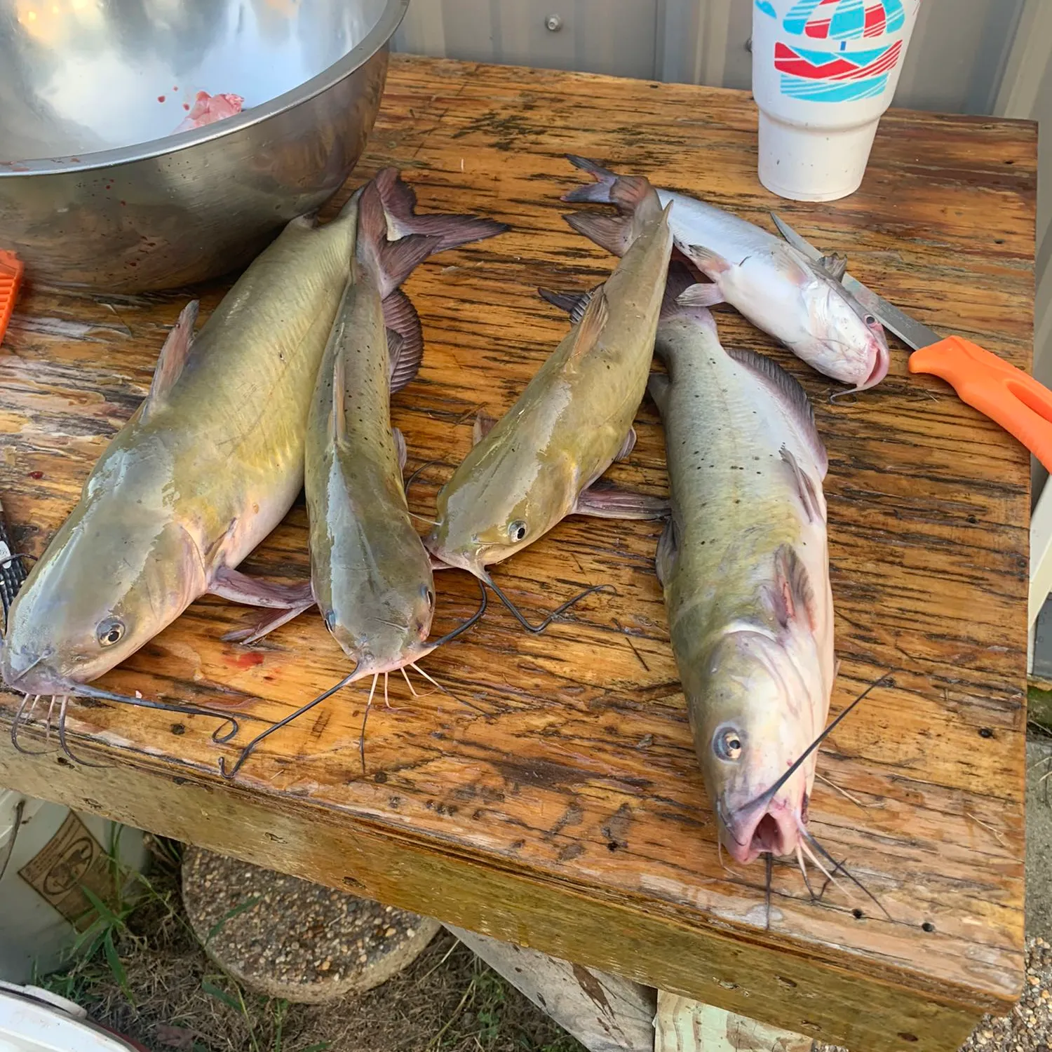 recently logged catches