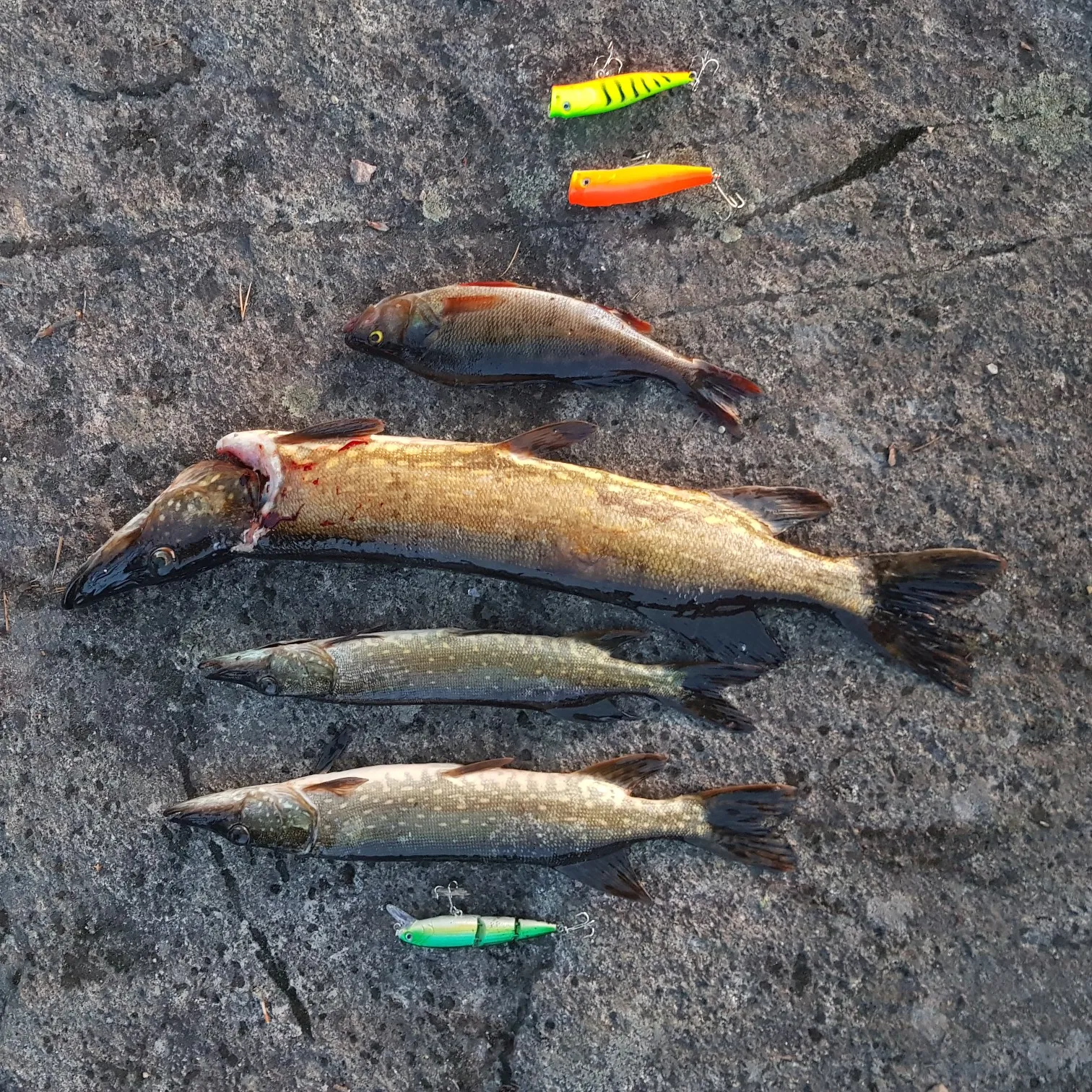 recently logged catches