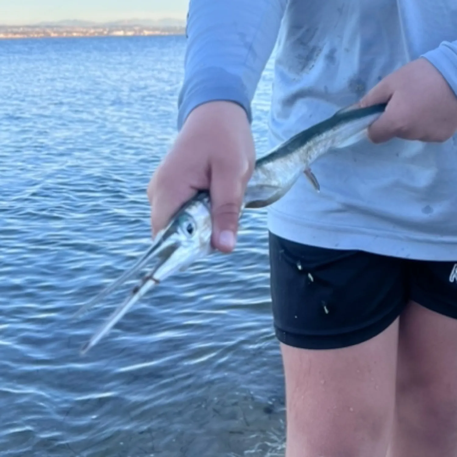 The most popular recent Hound needlefish catch on Fishbrain