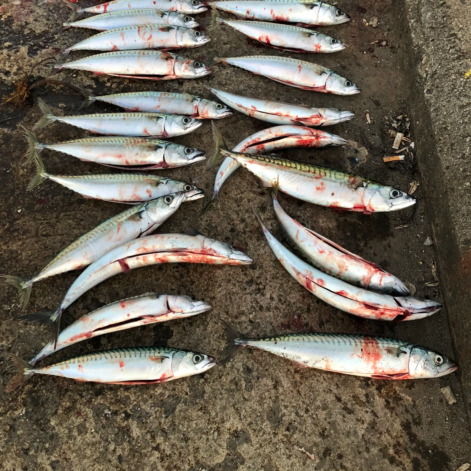 recently logged catches