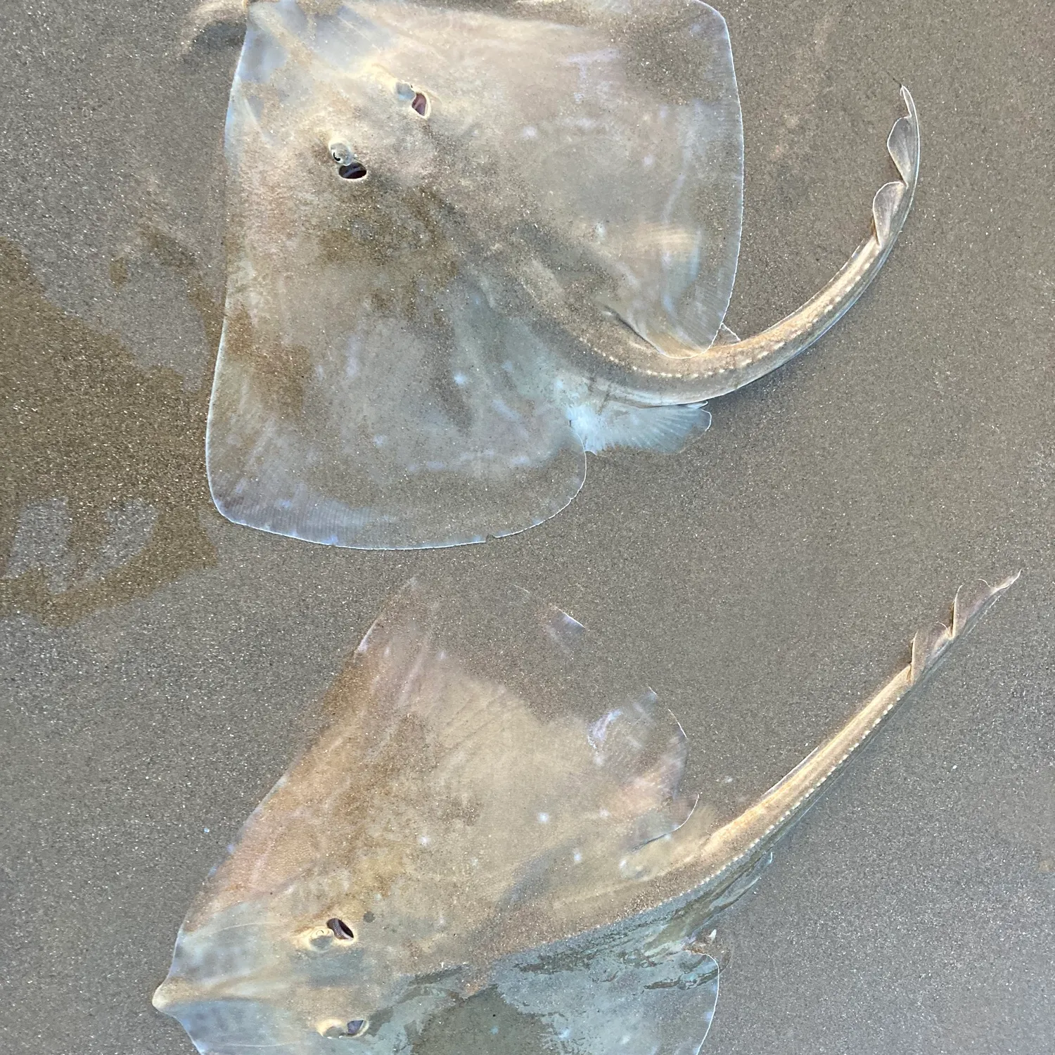 The most popular recent Small-eyed ray catch on Fishbrain