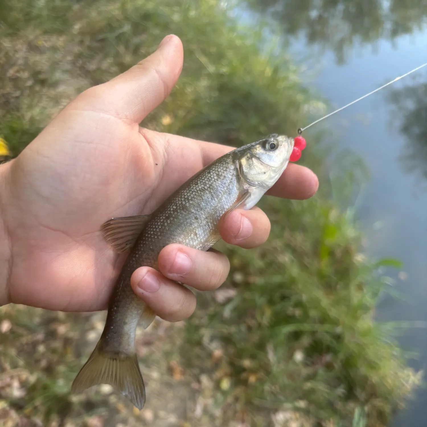 The most popular recent Rio Grande chub catch on Fishbrain