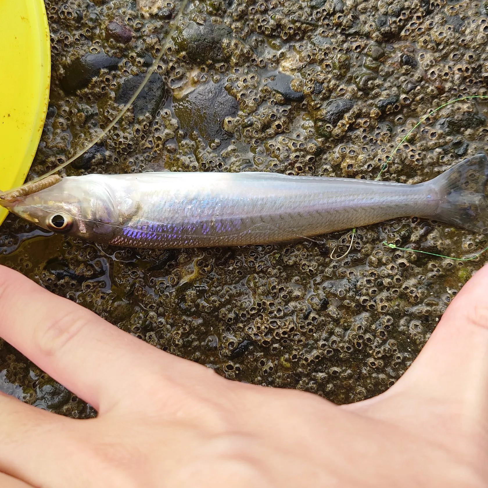 The most popular recent Japanese whiting catch on Fishbrain