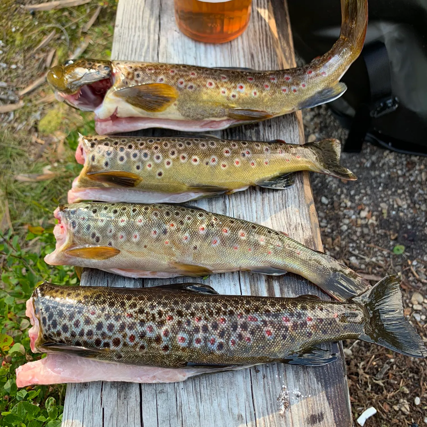 recently logged catches