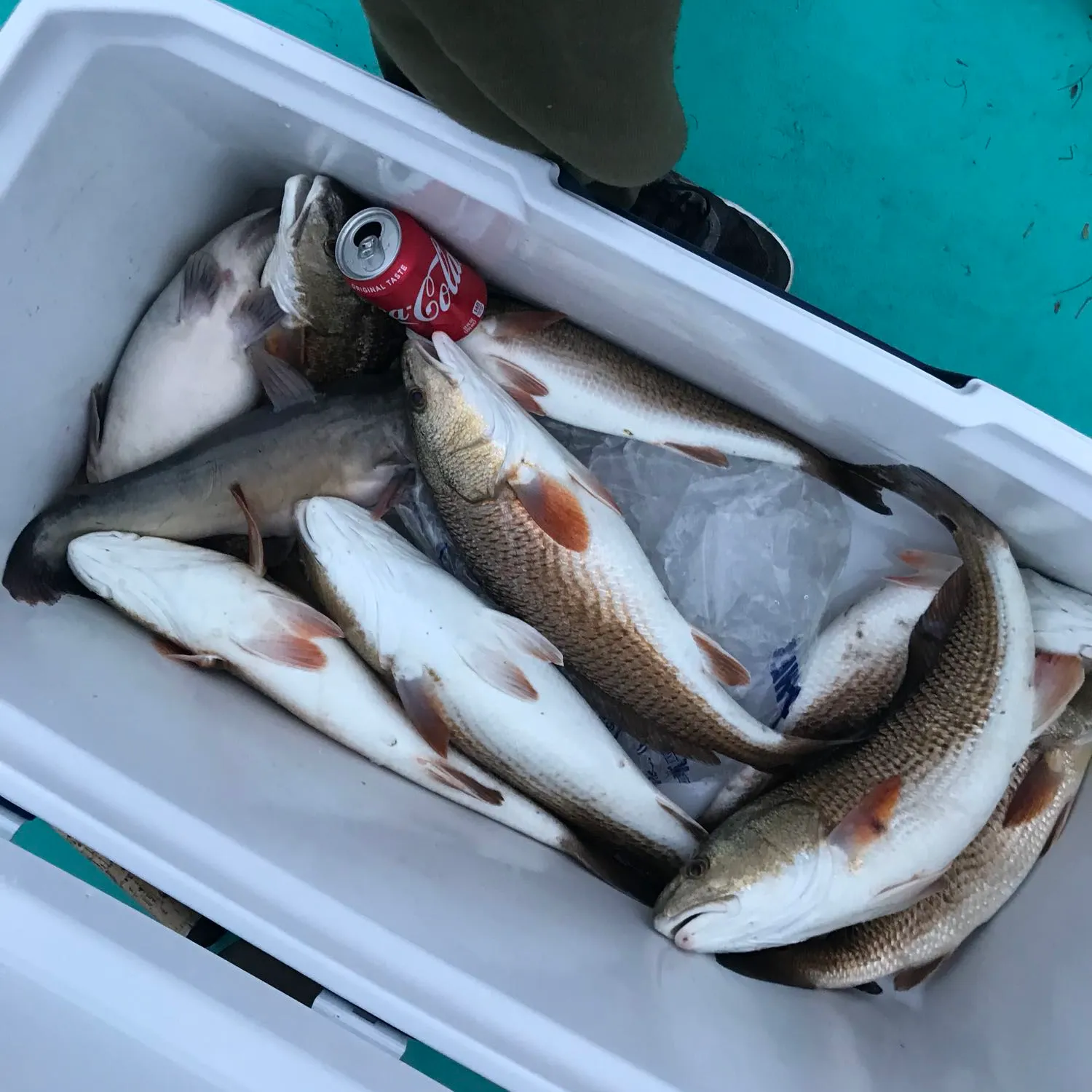 recently logged catches