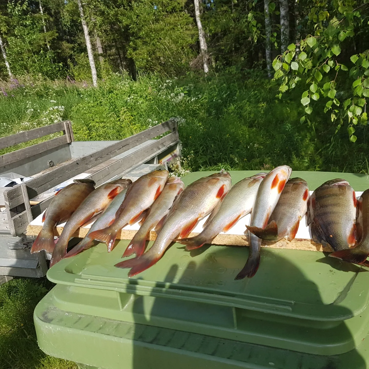 recently logged catches