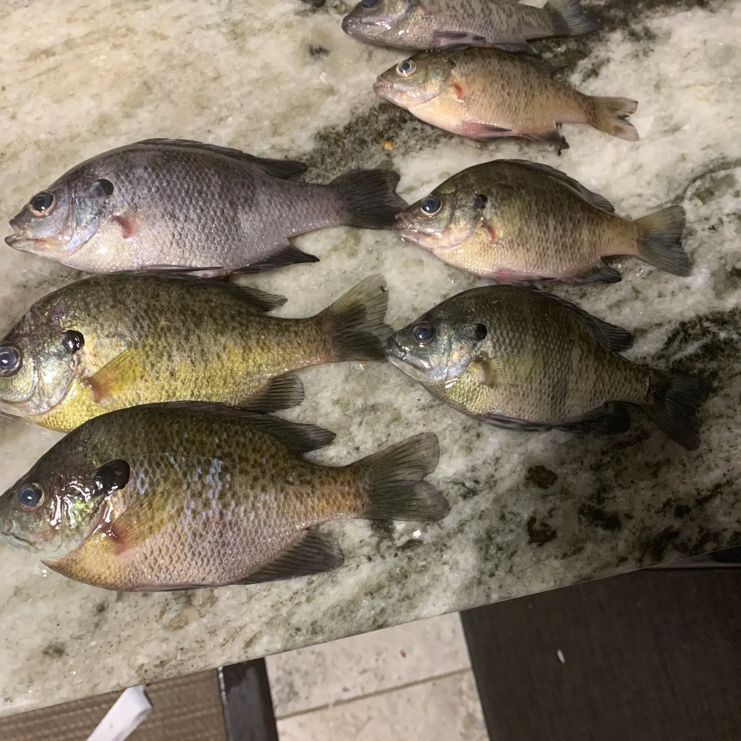 recently logged catches