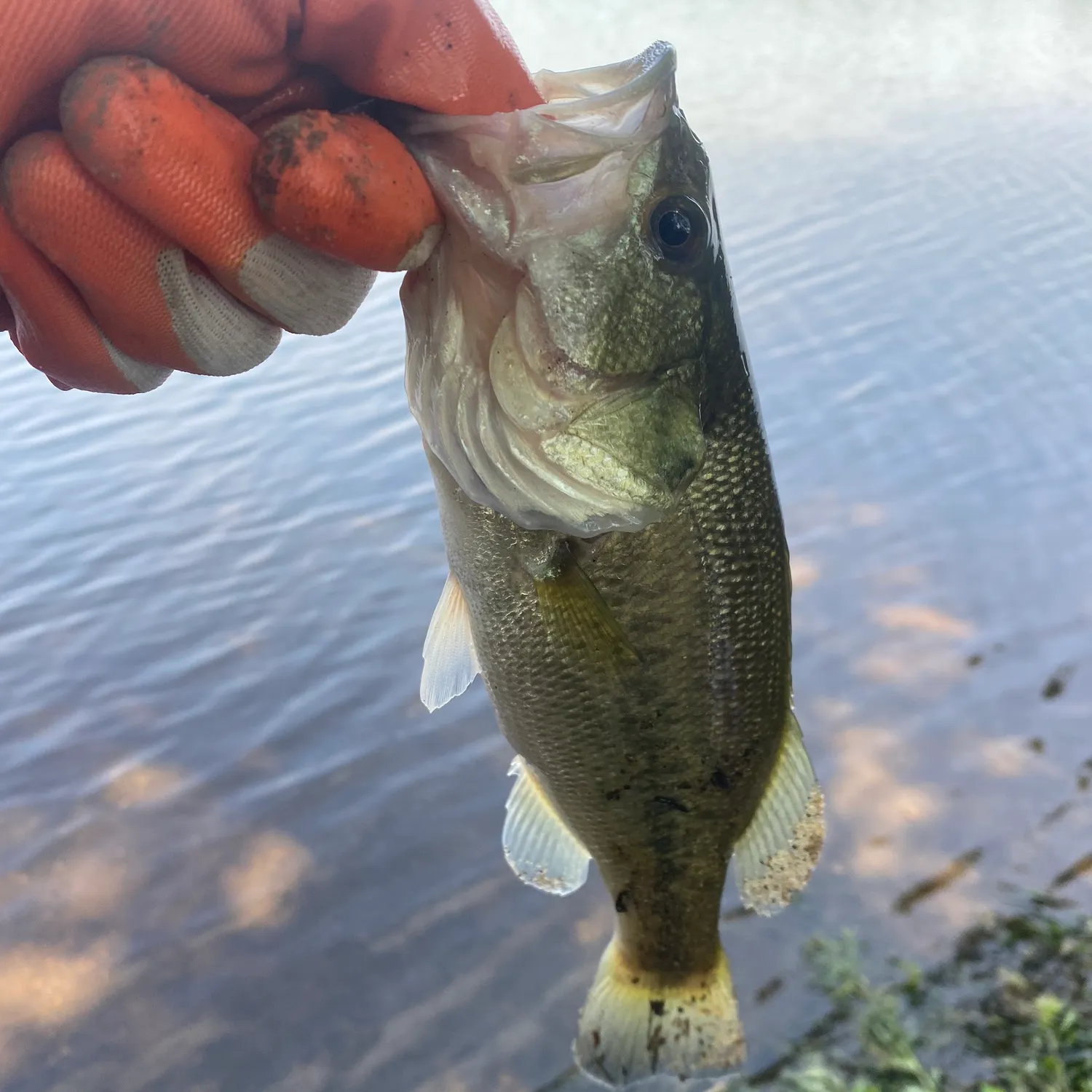 ᐅ Assunpink Lake fishing reports🎣• East Windsor, NJ (United States) fishing