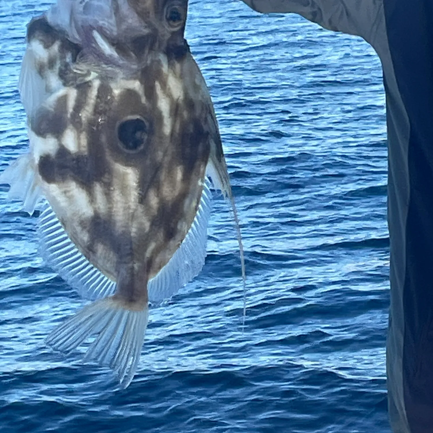 The most popular recent John dory catch on Fishbrain