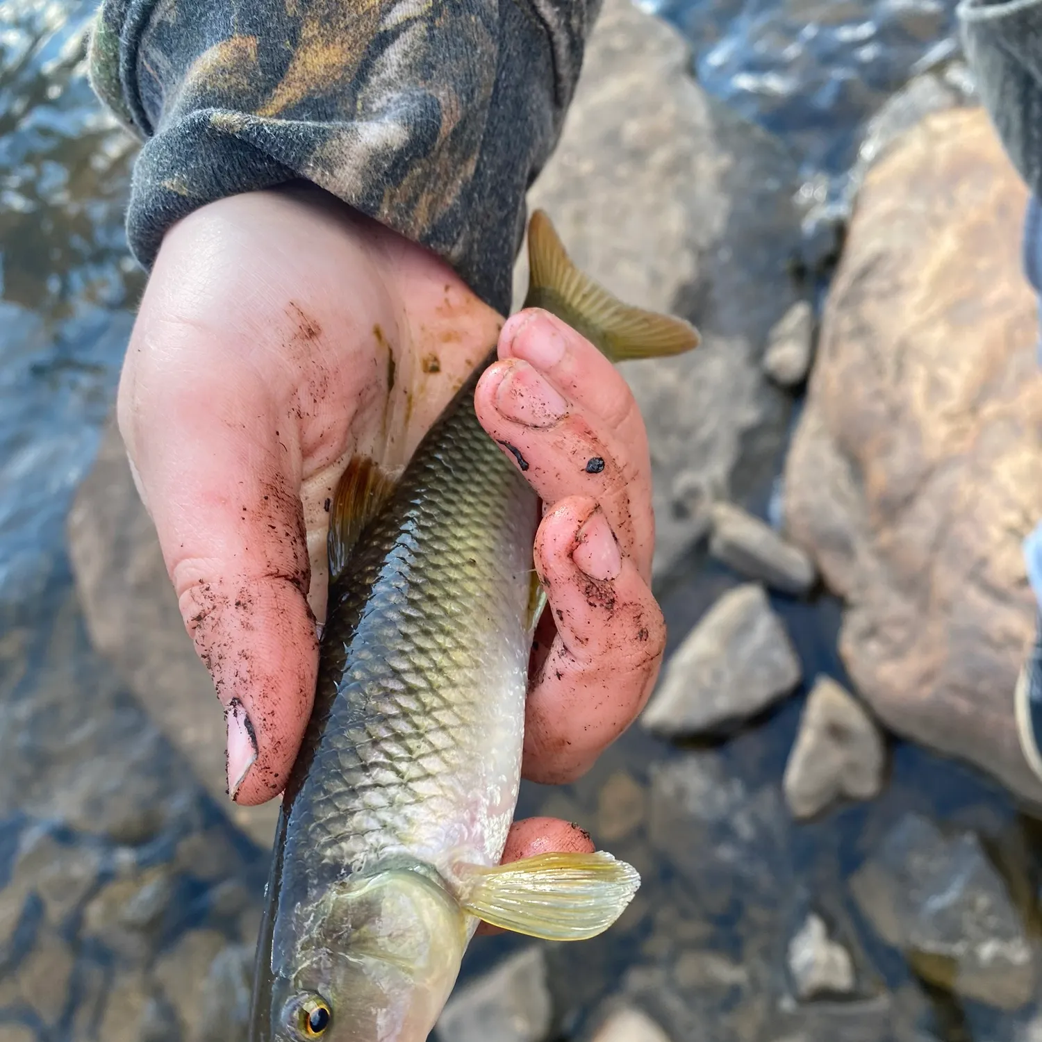 The most popular recent River chub catch on Fishbrain