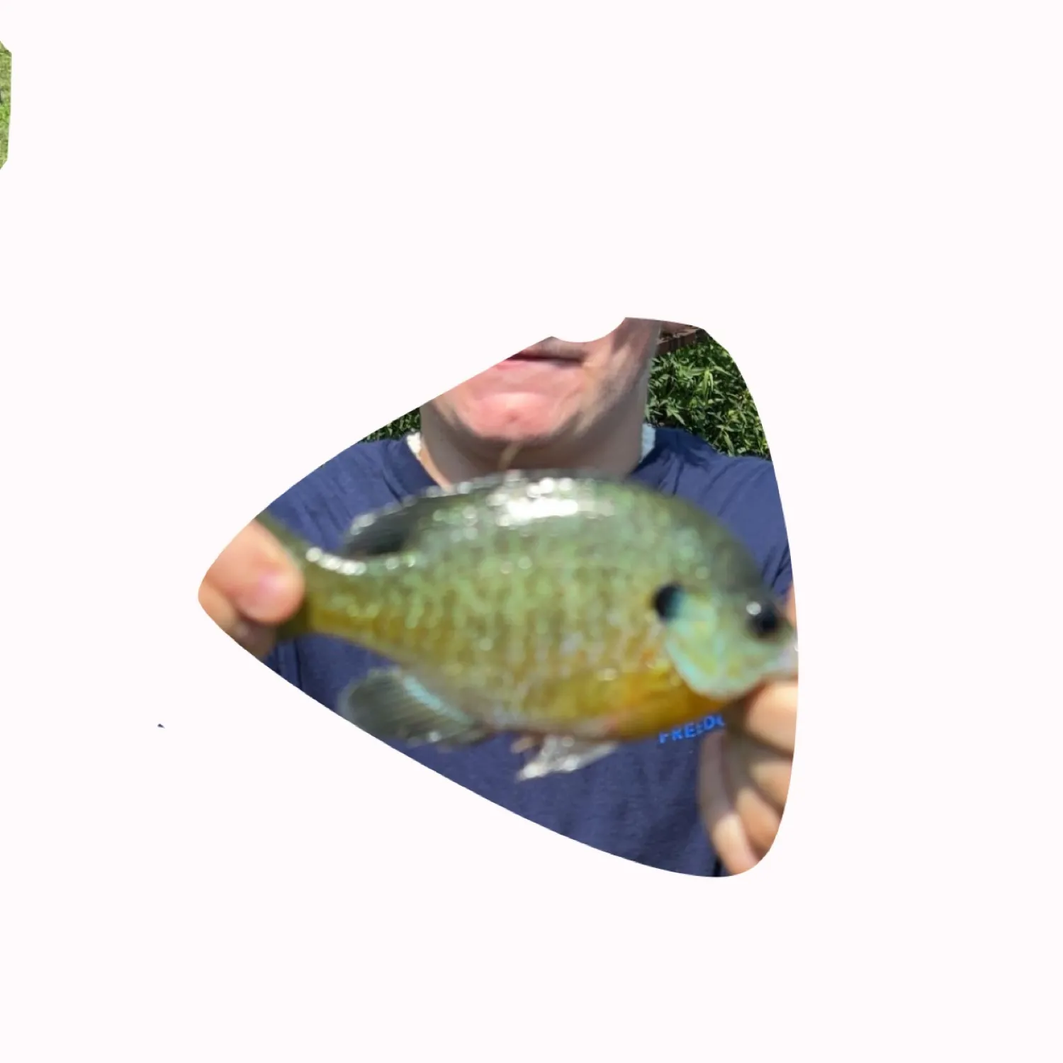 The most popular recent Redbreast sunfish x bluegill catch on Fishbrain