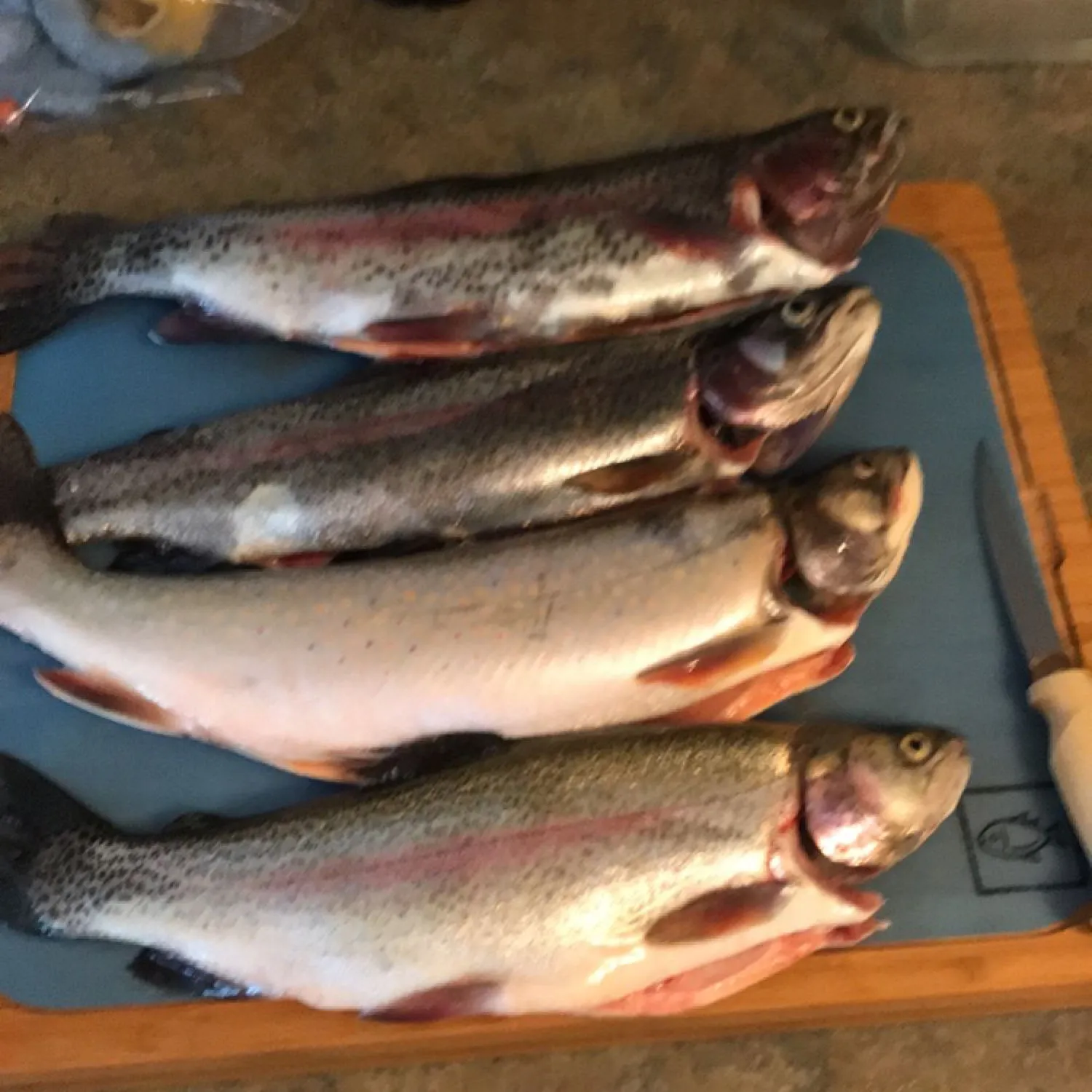 recently logged catches