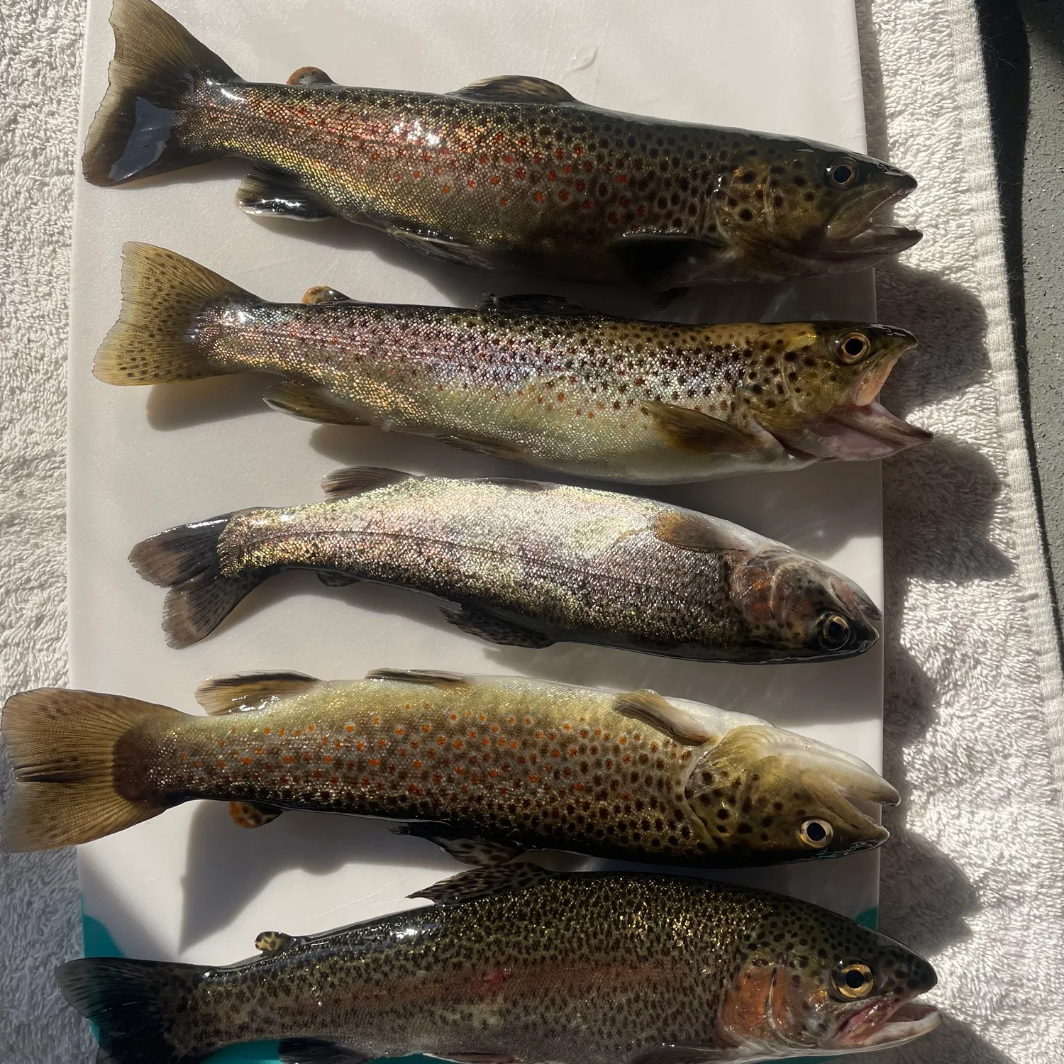 recently logged catches