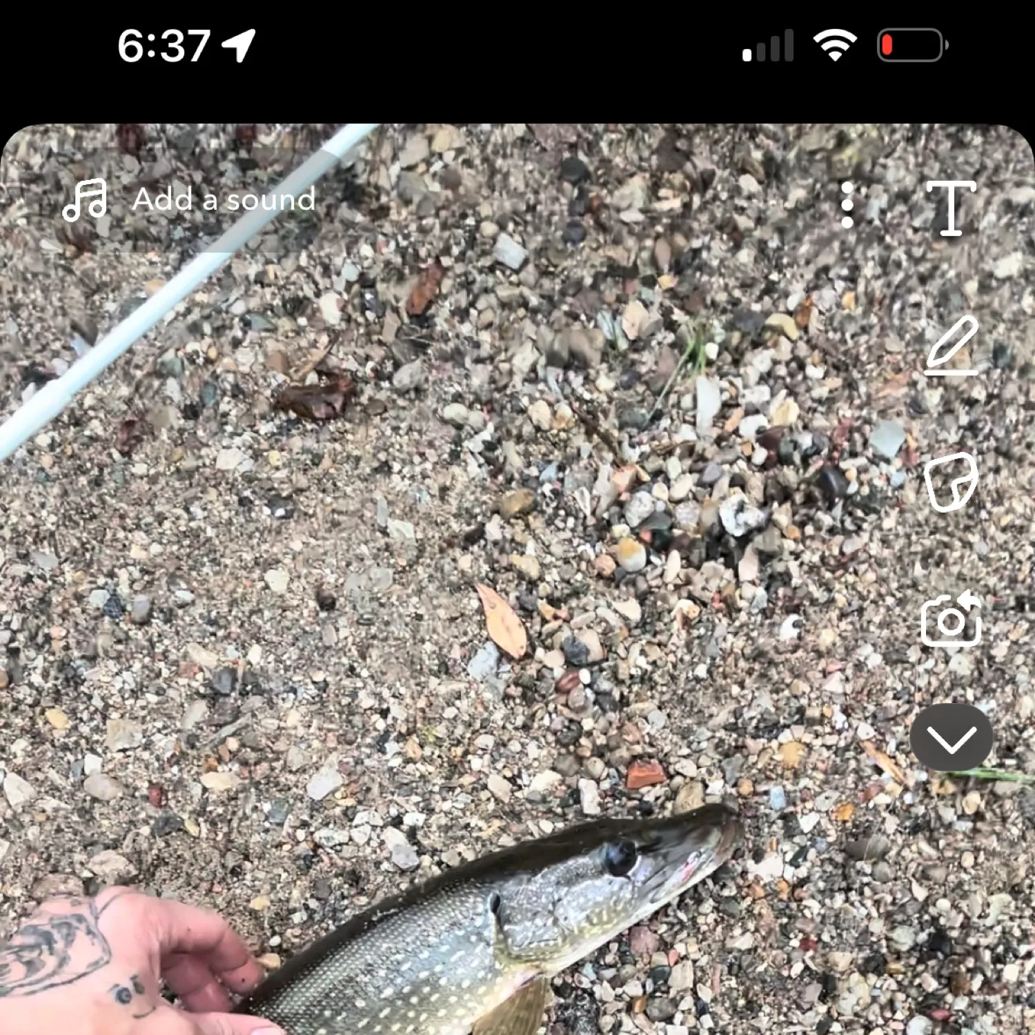 recently logged catches