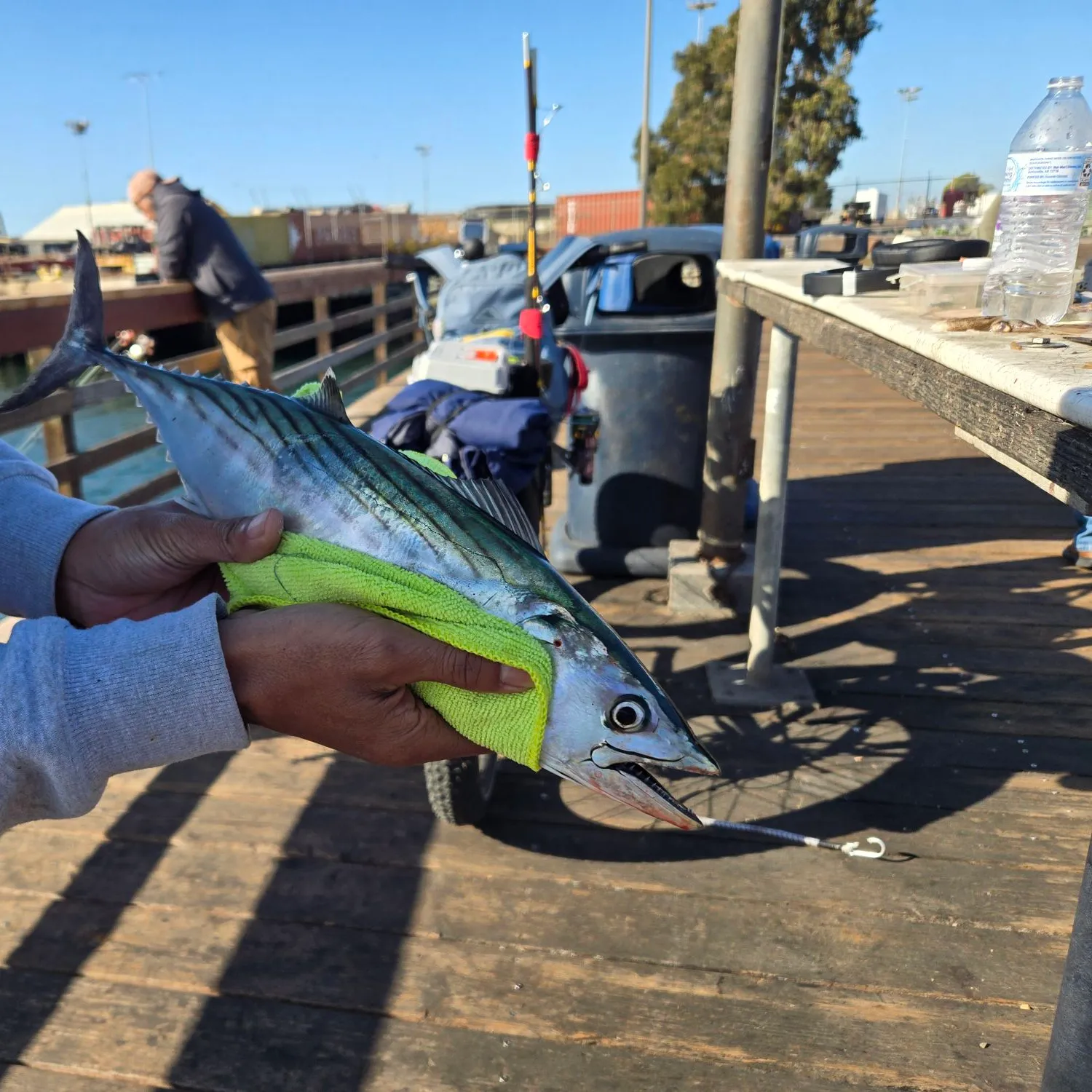 The most popular recent Pacific bonito catch on Fishbrain