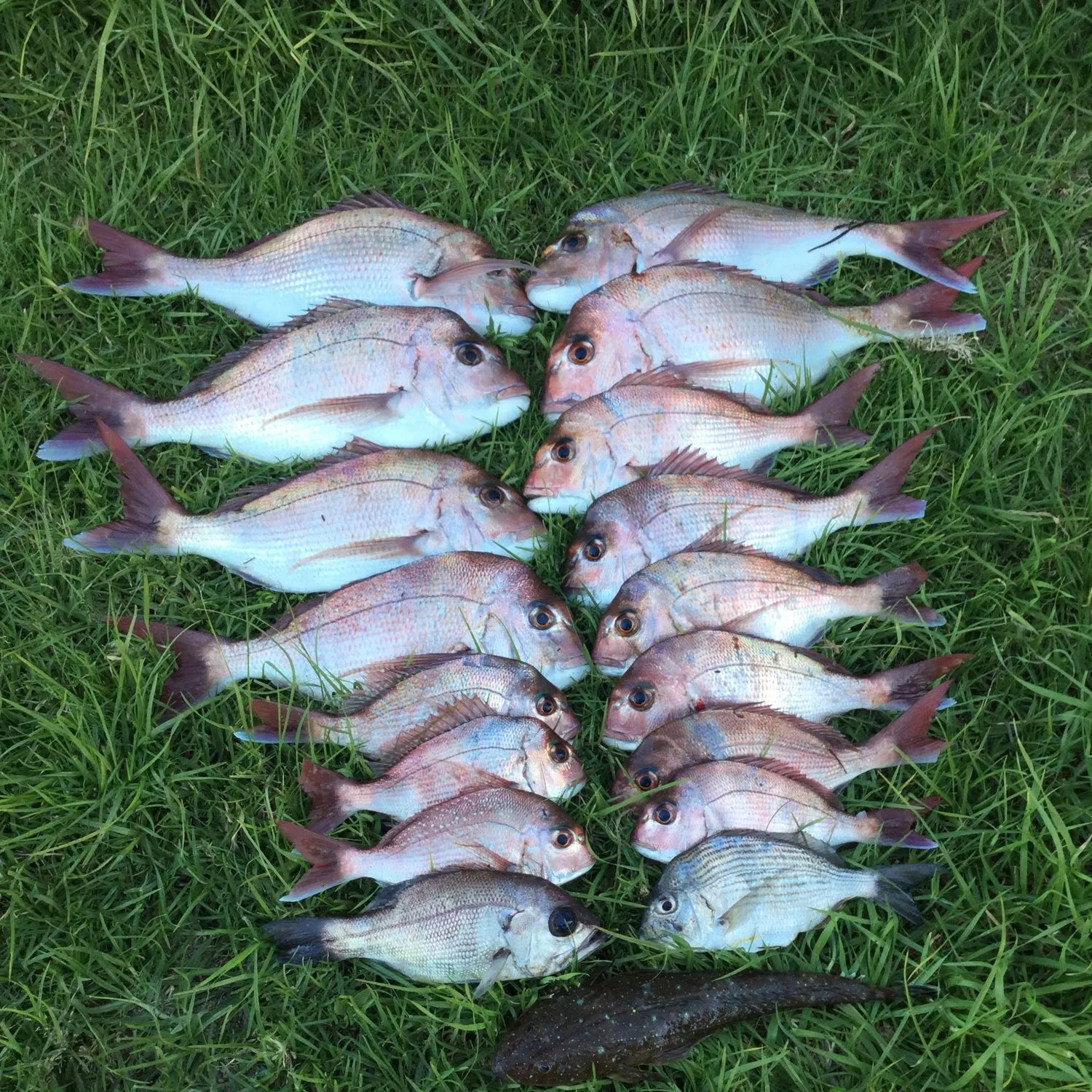 recently logged catches