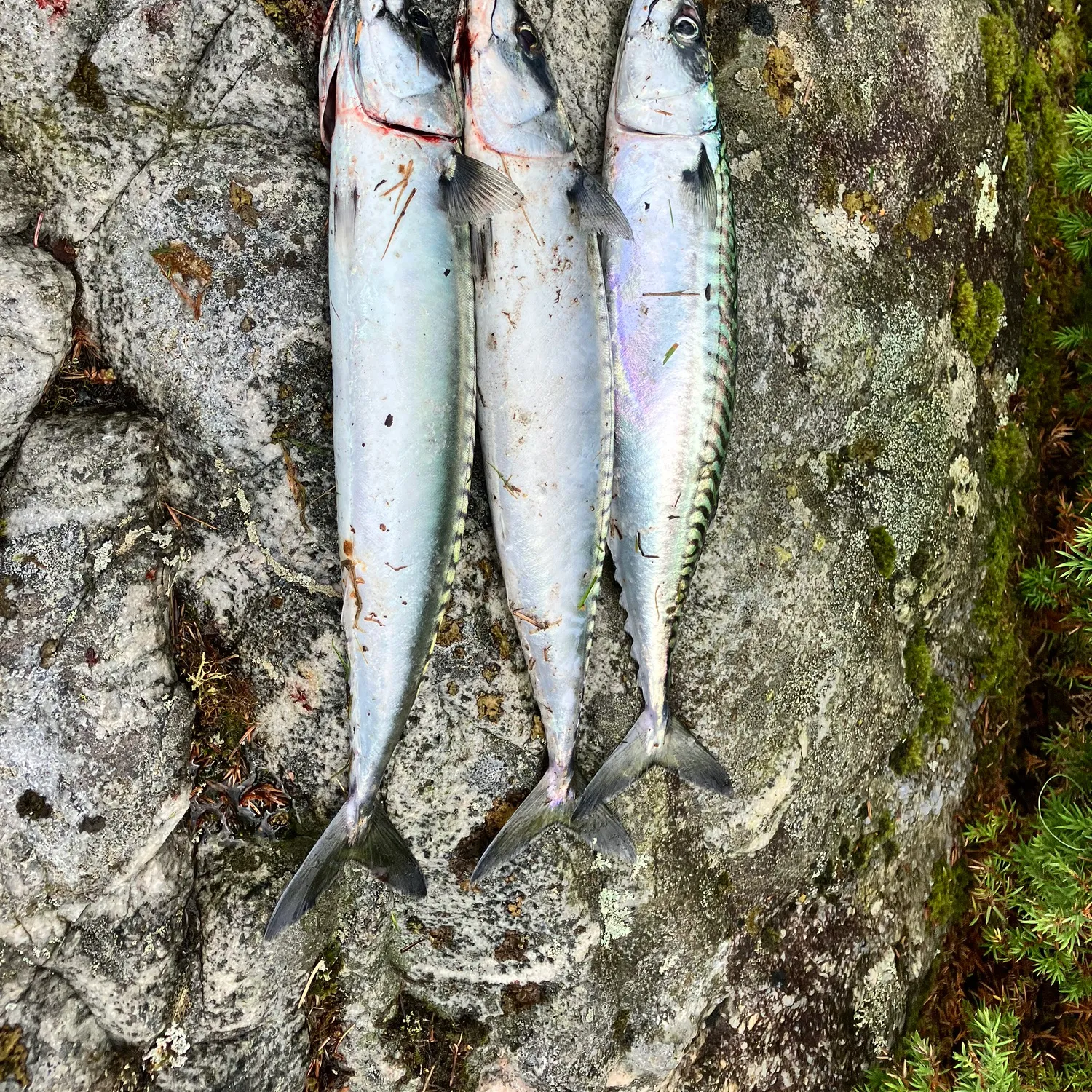 recently logged catches