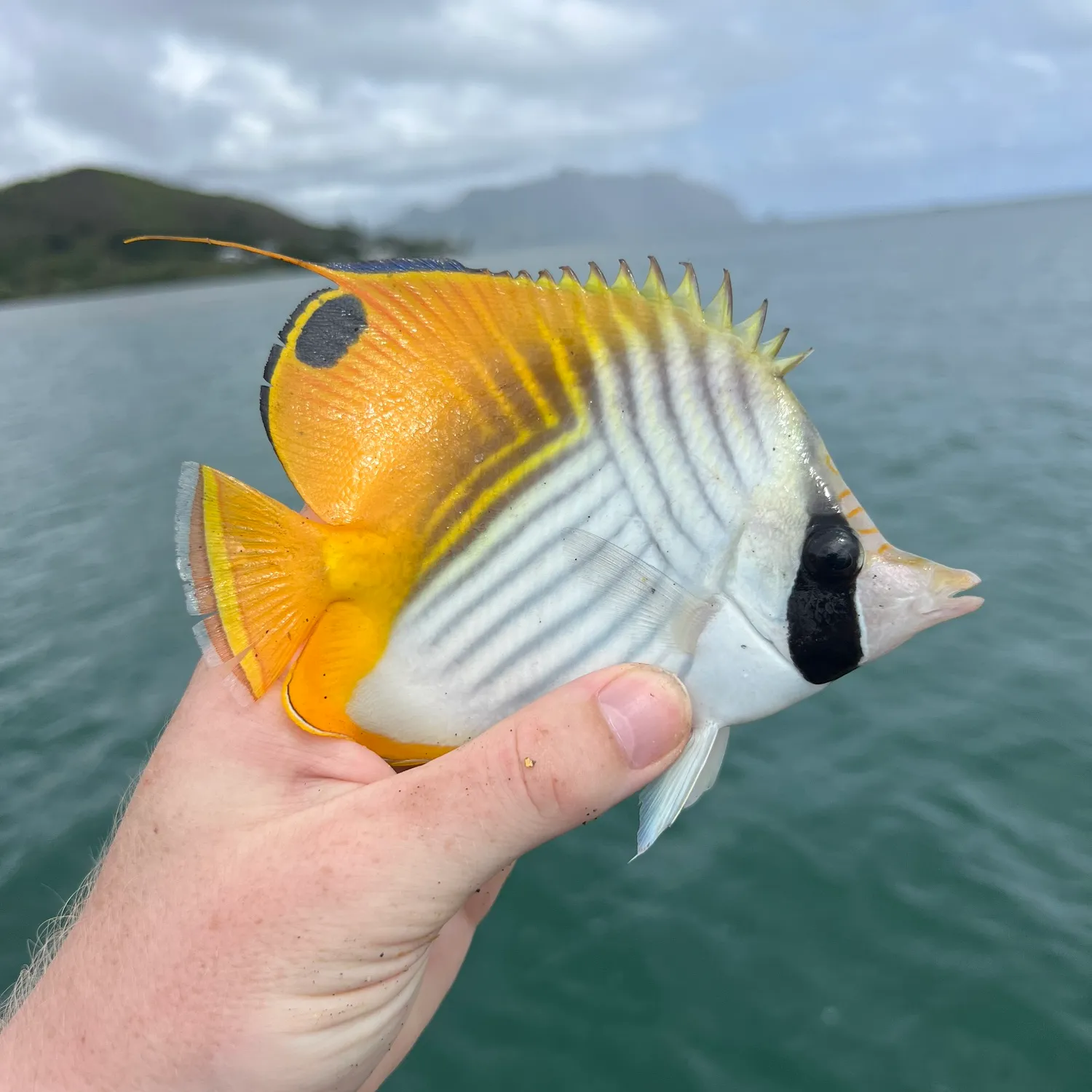 The most popular recent Threadfin butterflyfish catch on Fishbrain