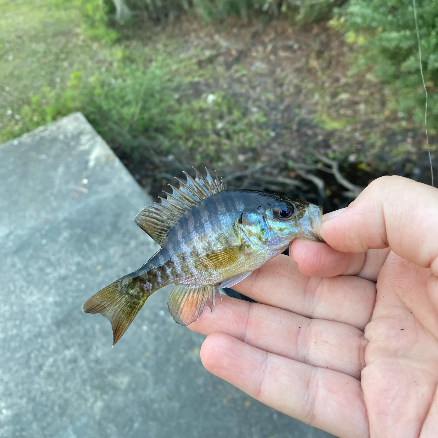 The most popular recent Warmouth x bluegill catch on Fishbrain