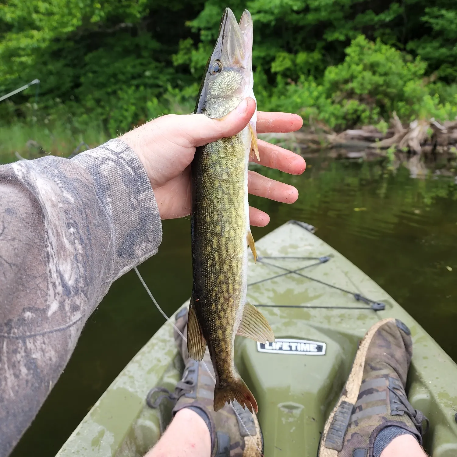 recently logged catches