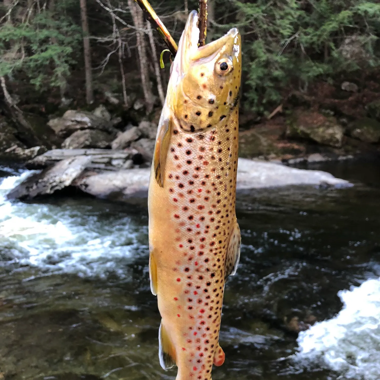 recently logged catches