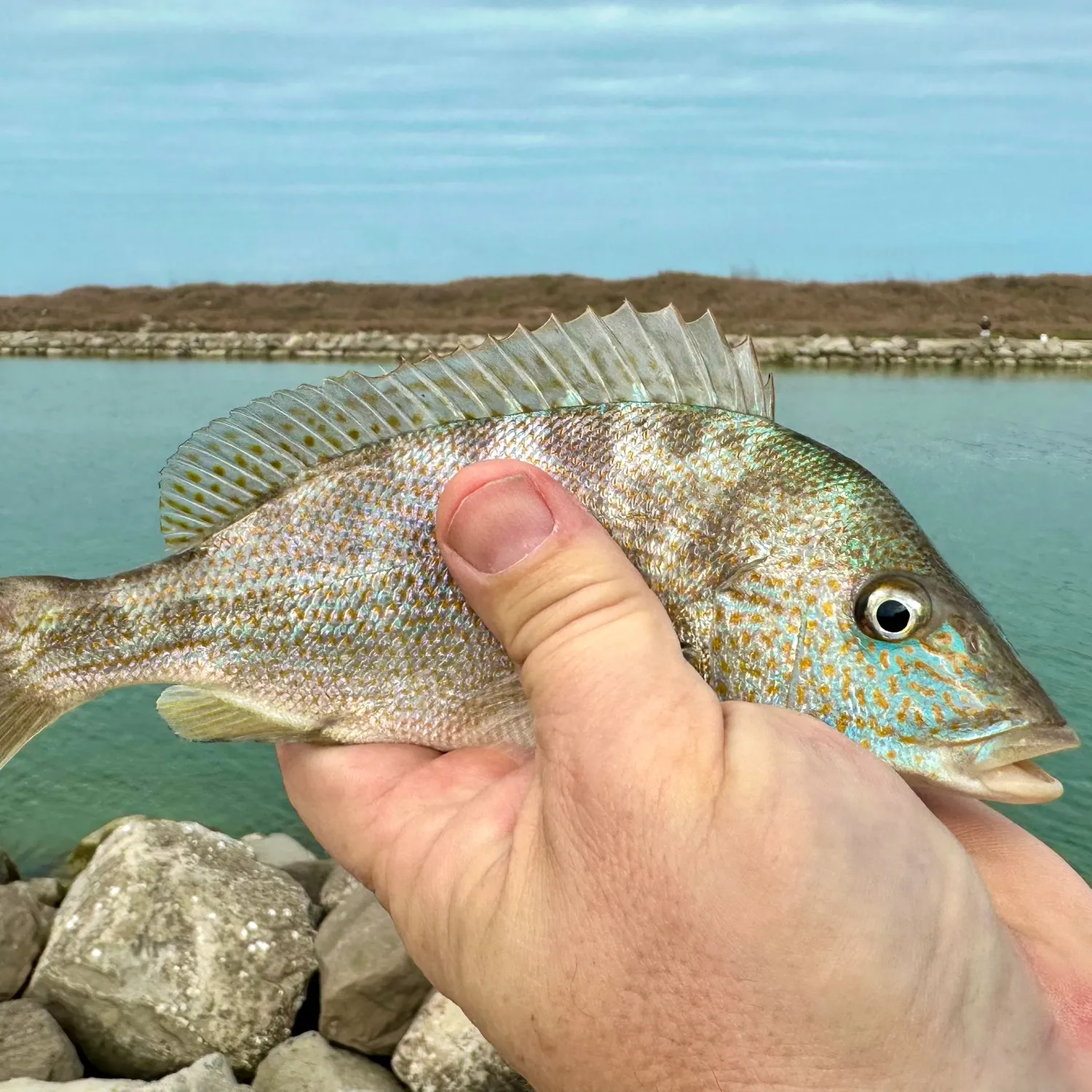 The most popular recent Pigfish catch on Fishbrain