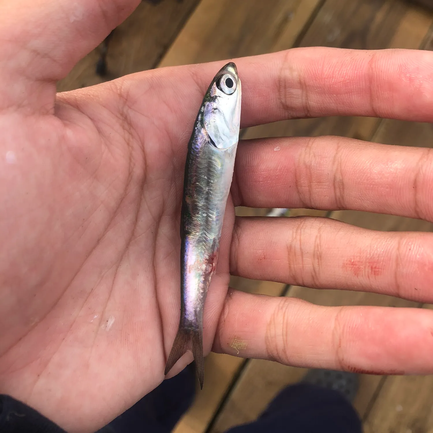 The most popular recent Broad-striped anchovy catch on Fishbrain