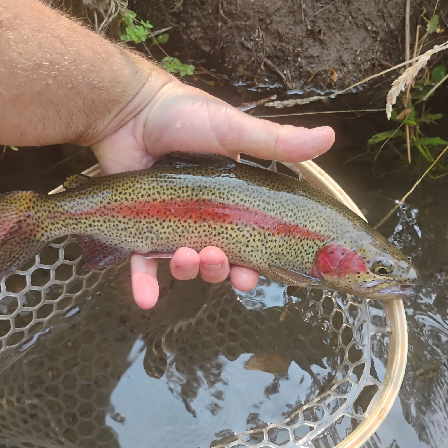 The most popular recent Great basin redband trout catch on Fishbrain