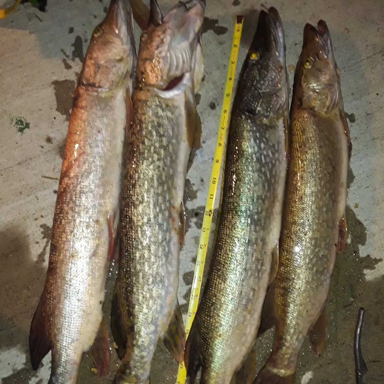 recently logged catches