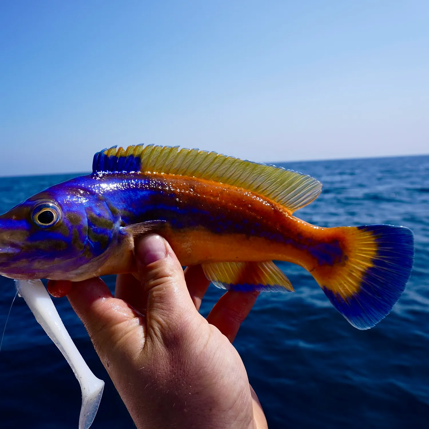 The most popular recent Cuckoo wrasse catch on Fishbrain