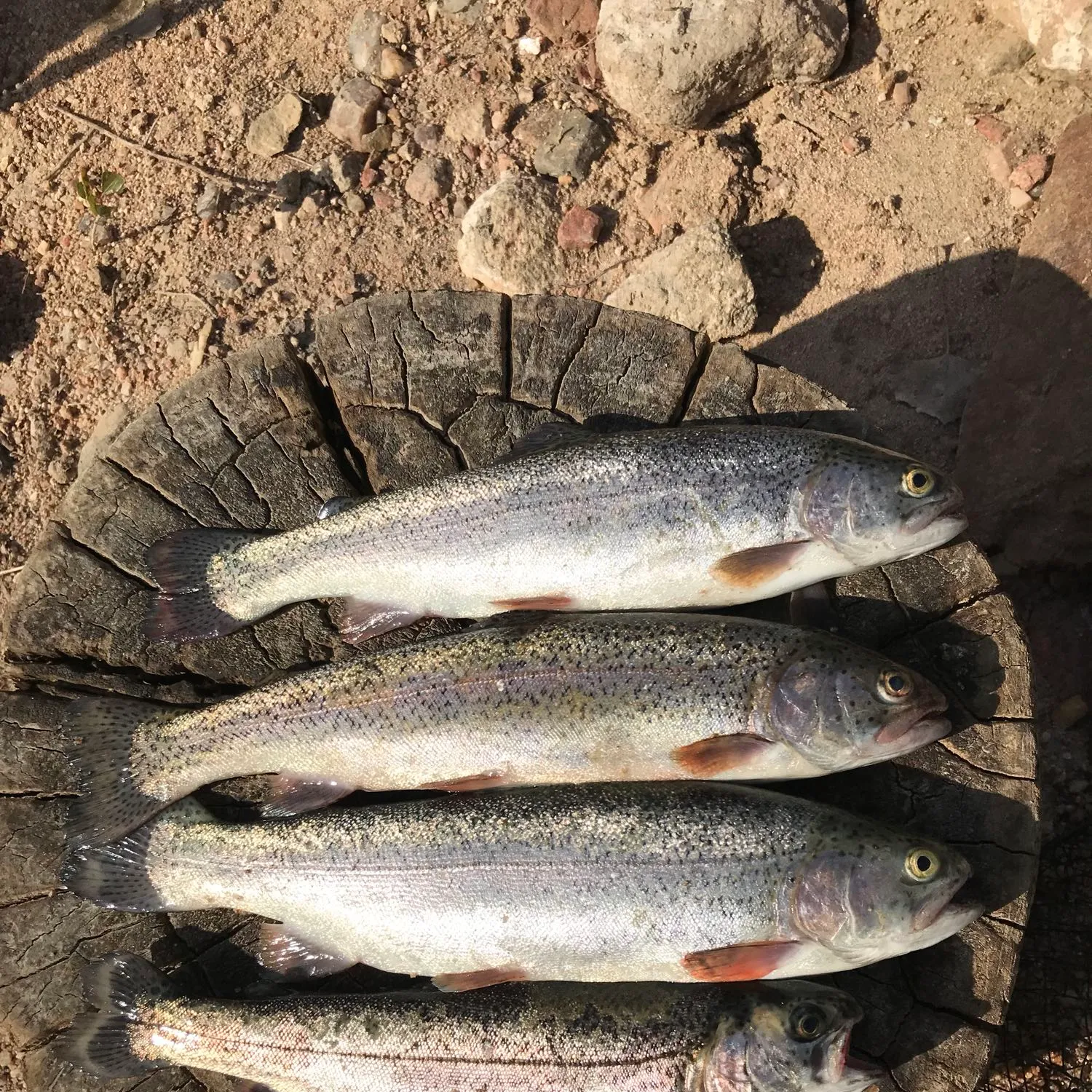 recently logged catches