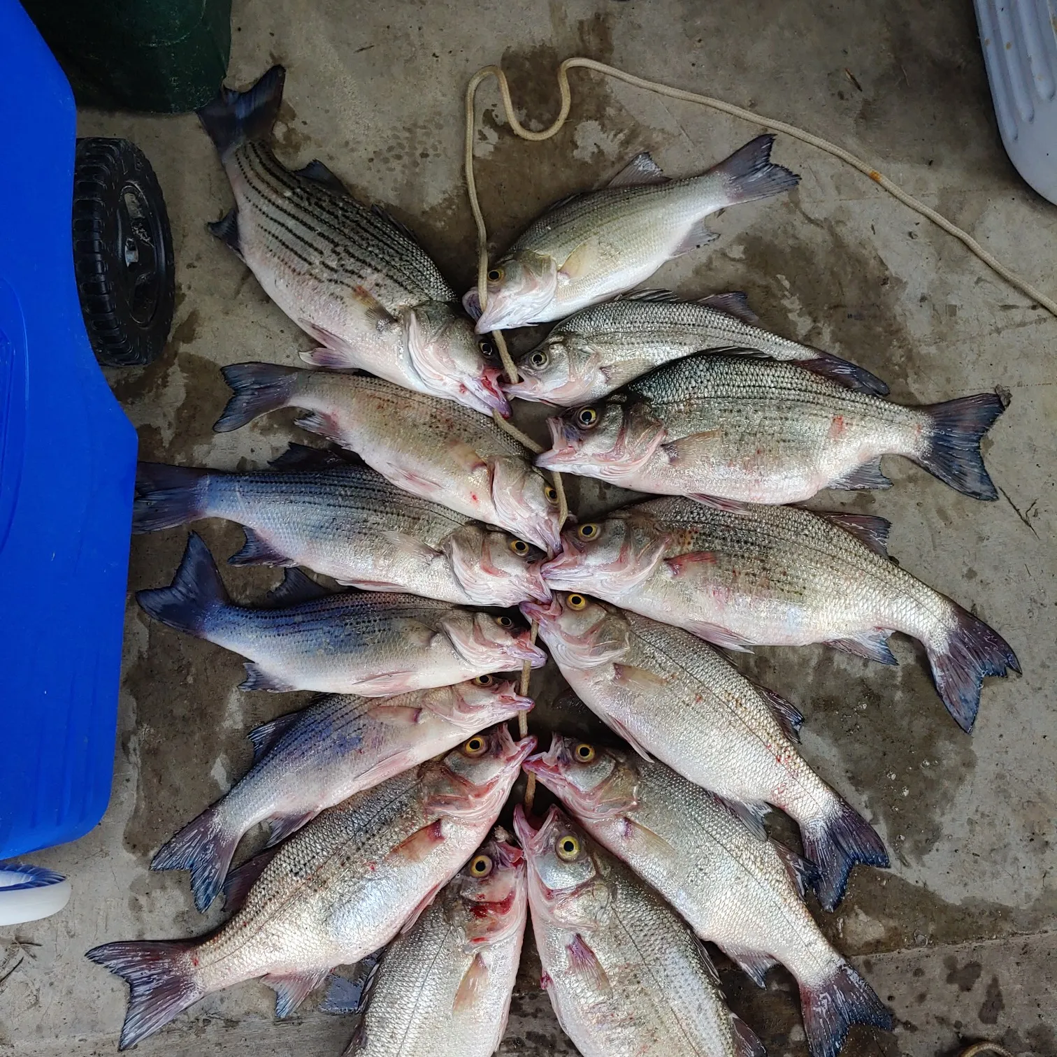 recently logged catches