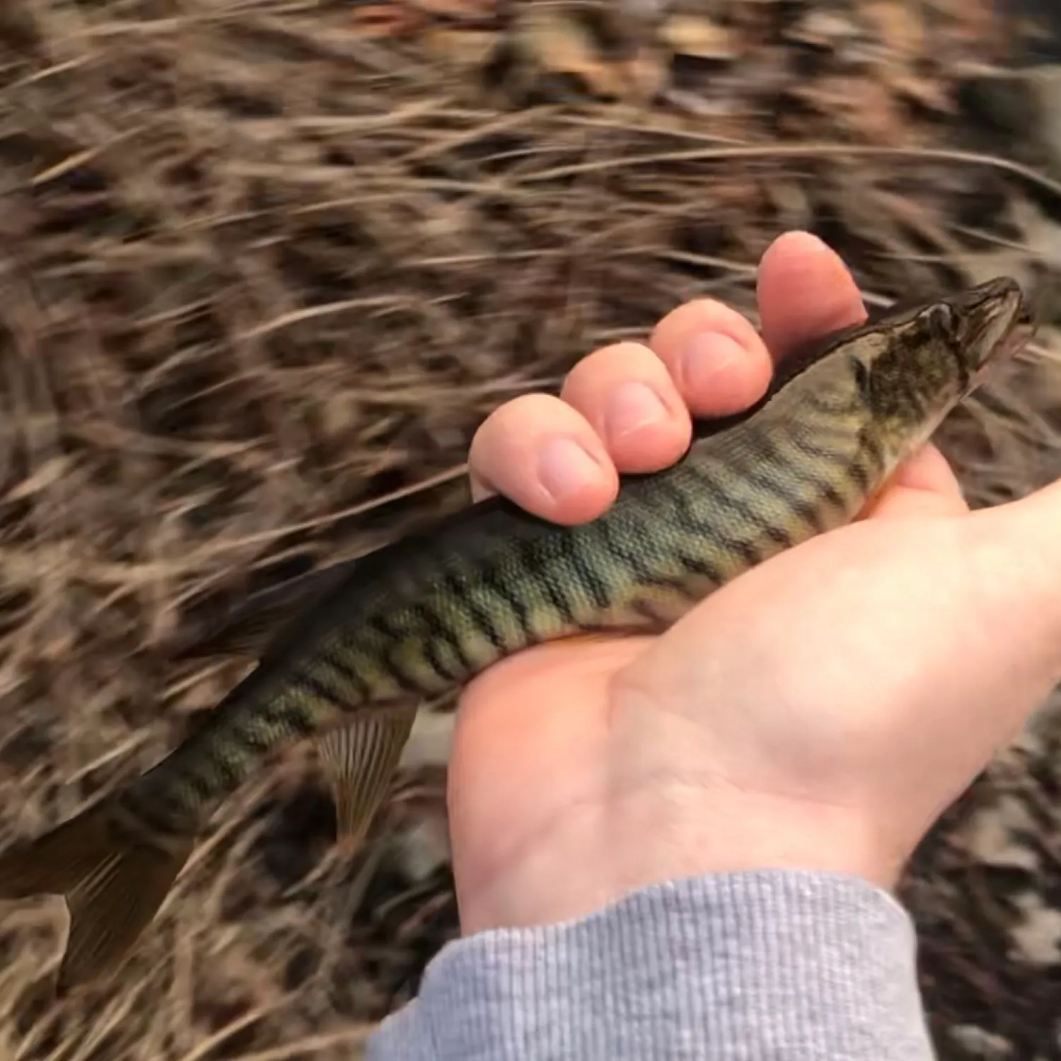 The most popular recent Redfin x chain pickerel catch on Fishbrain