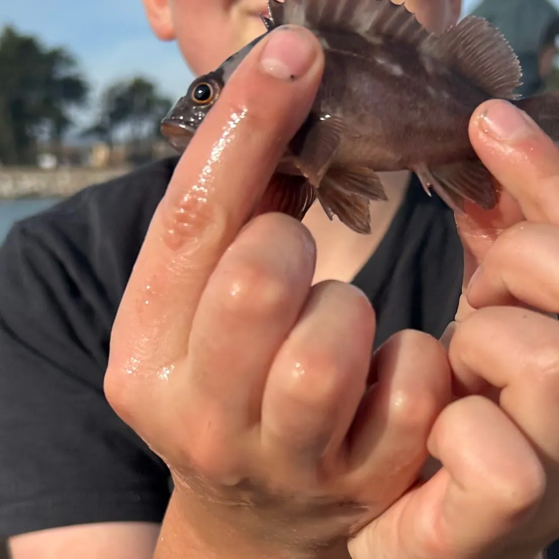 The most popular recent Brown rockfish catch on Fishbrain